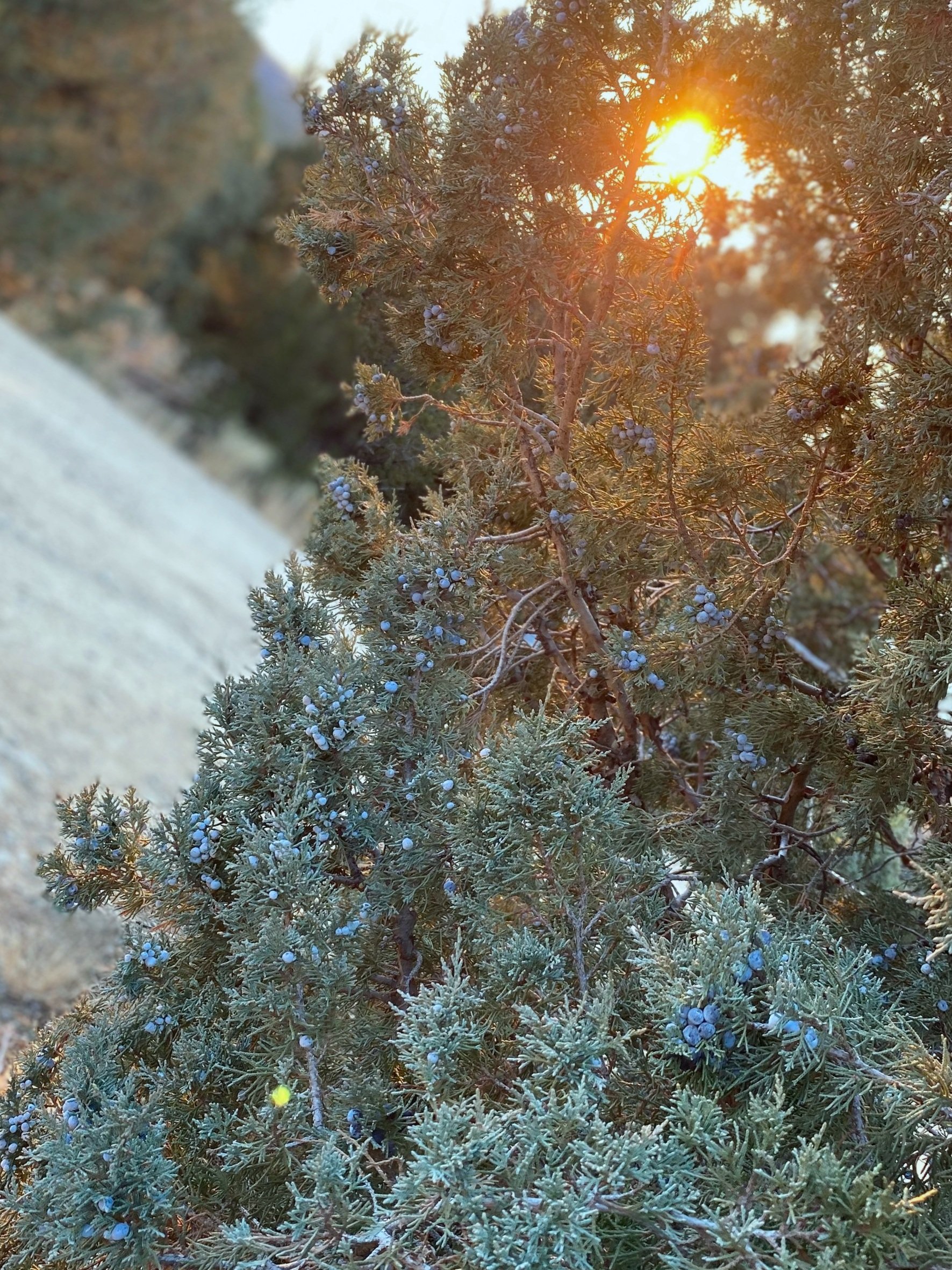 Sacred Rose Apothecary ethically wild harvests Juniper in Colorado for Ritual Juniper Oil. 10% of sales goes back to land conservation managed by indigenous groups