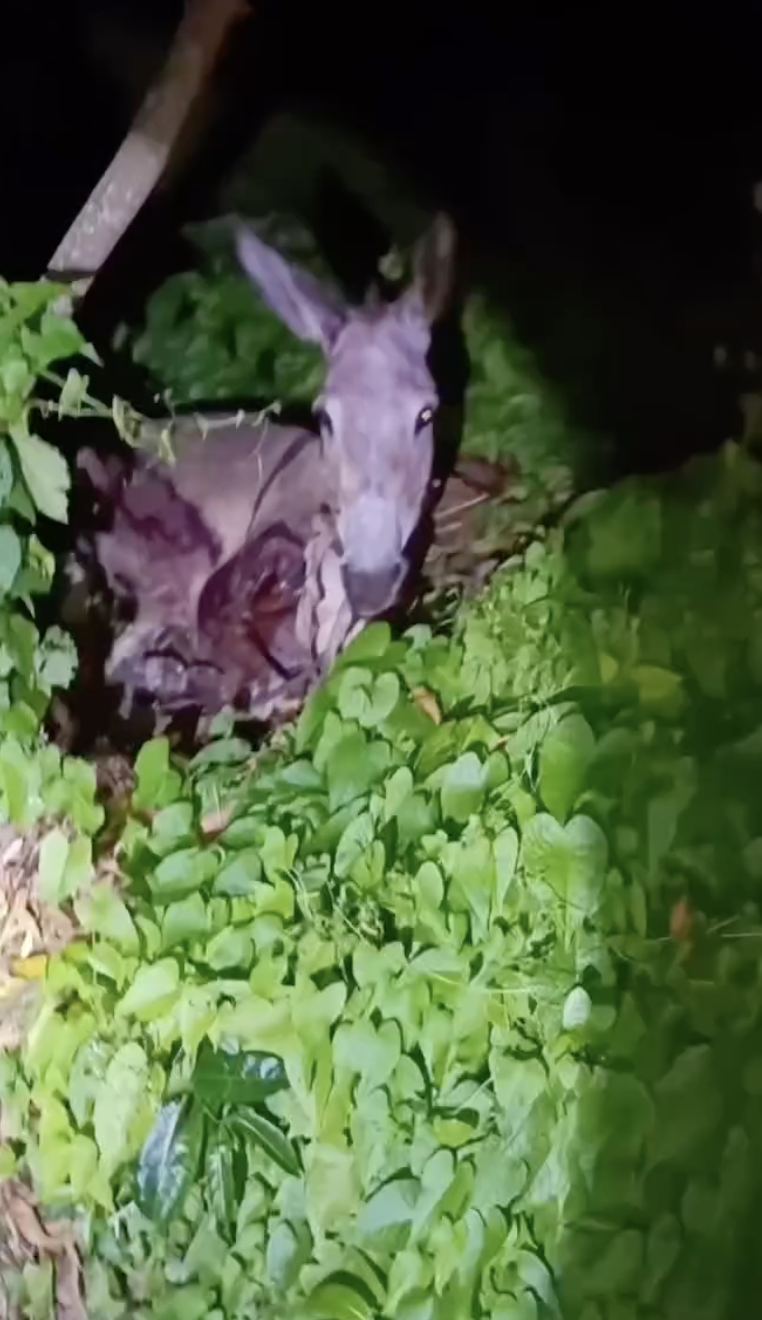 Petition to bring Dominica’s donkey torturer to book gains traction