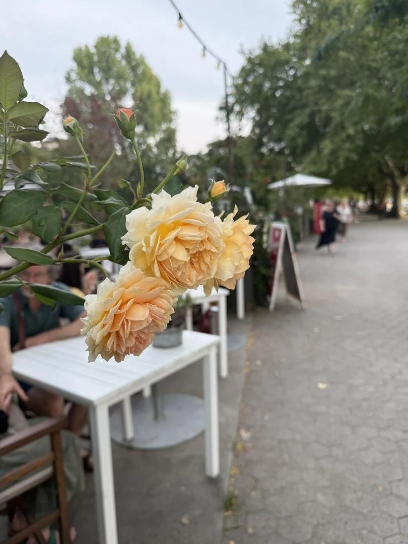 Cologne, Germany (August 2025)