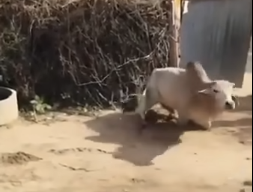 India video captures men using SUV-style Bolero to attack bull