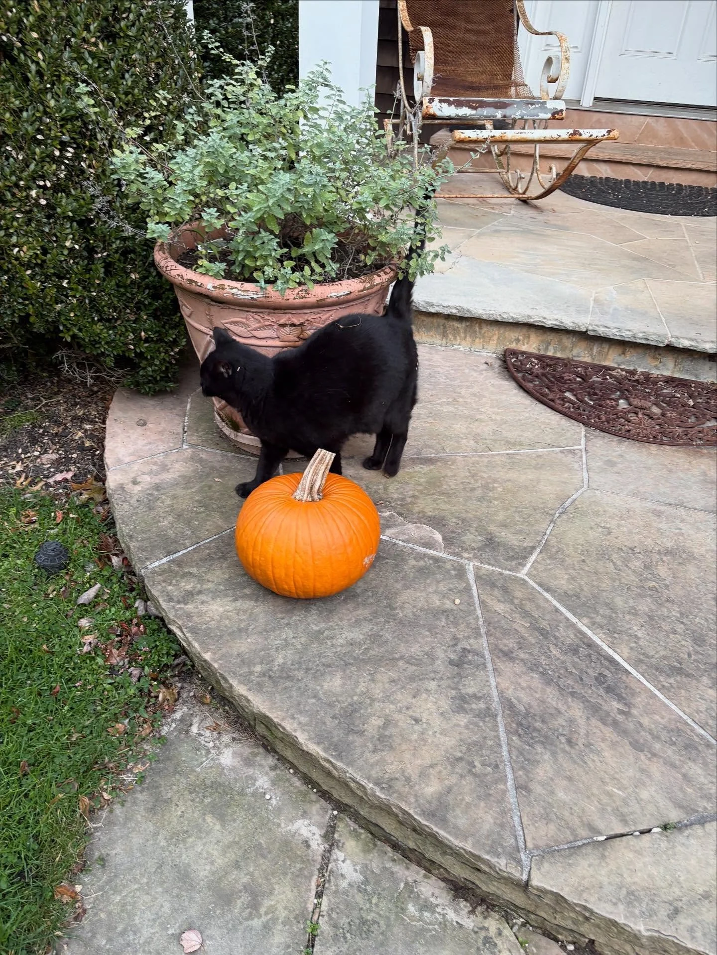 Happy Halloween 🎃 from Hamptons Aromatherapy and Pyewacket. Have a chilly day. 🎃😻