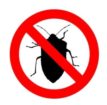 Creative and Safe Ways to Rid Your Home from Bugs