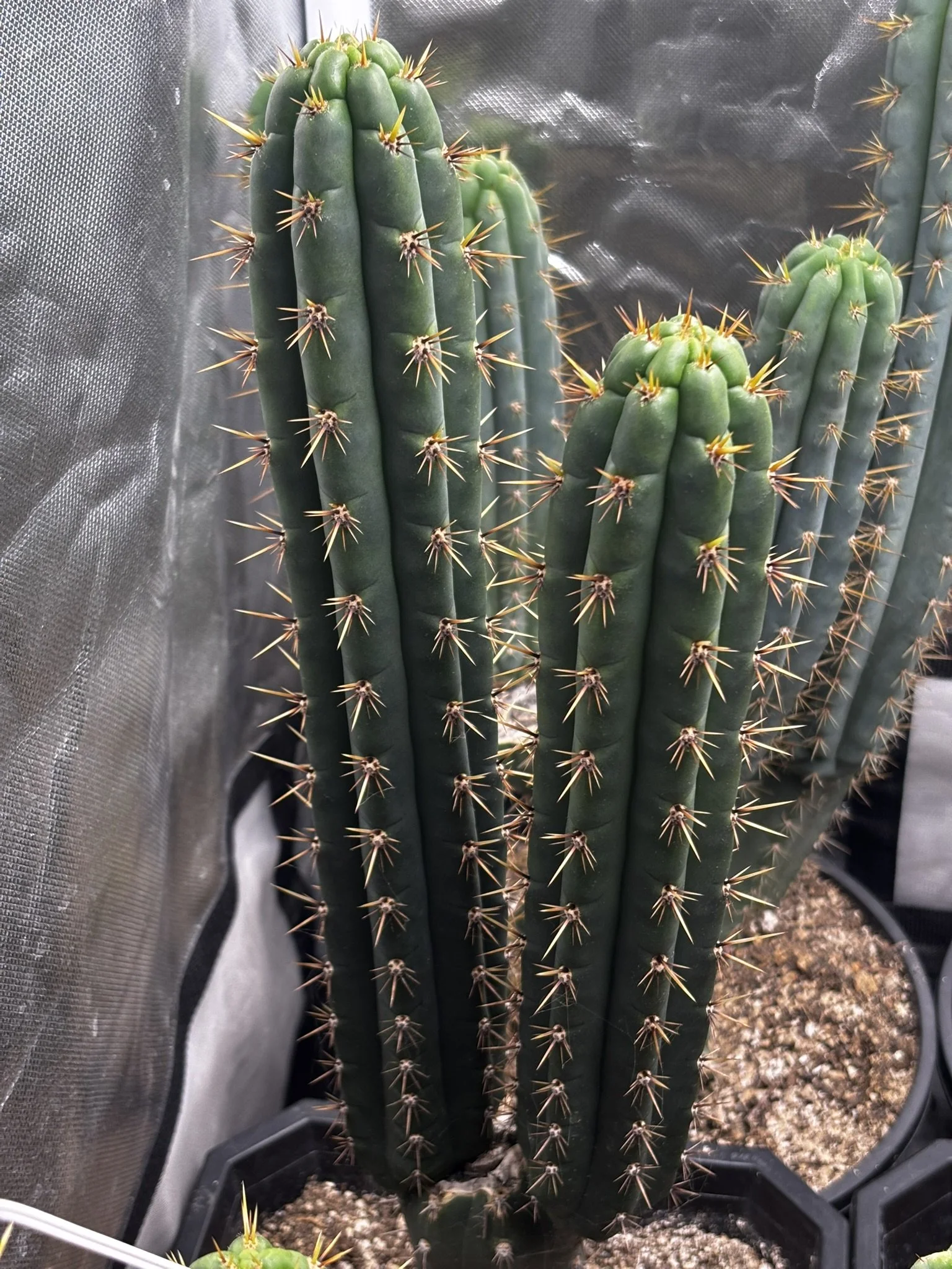 ATOM ALKALOID 6.JPEG