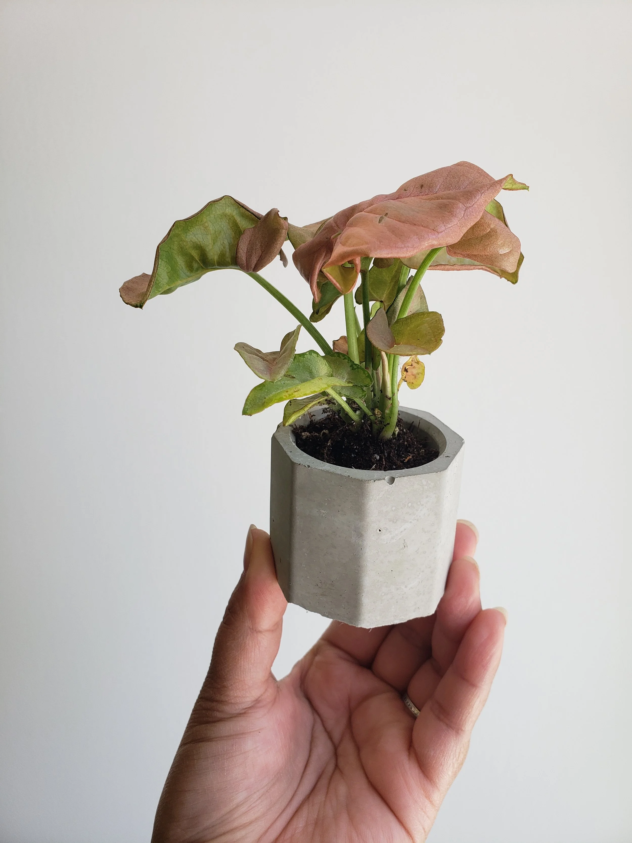 Plant Lab 04.jpg