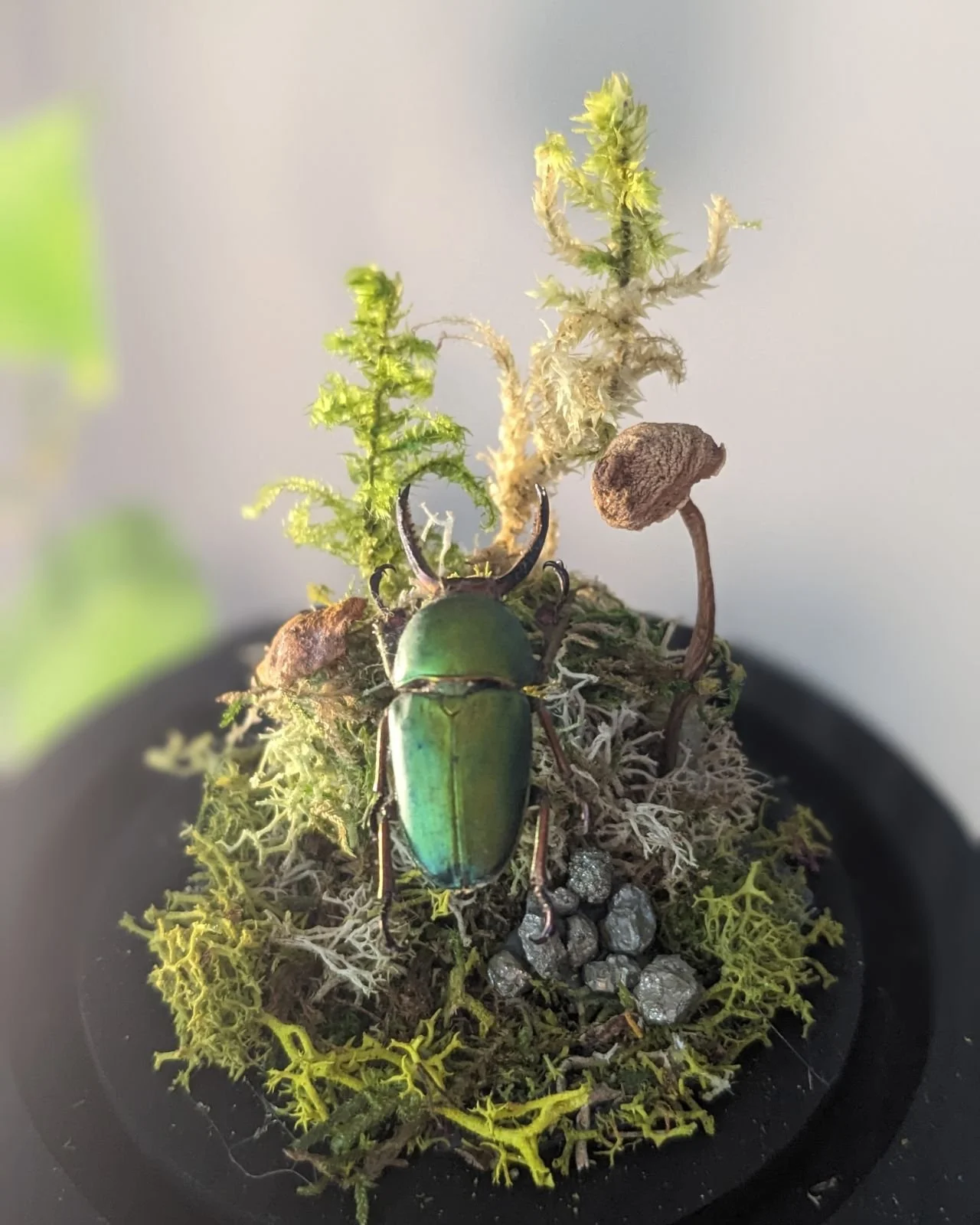 beetle and shroom.JPG