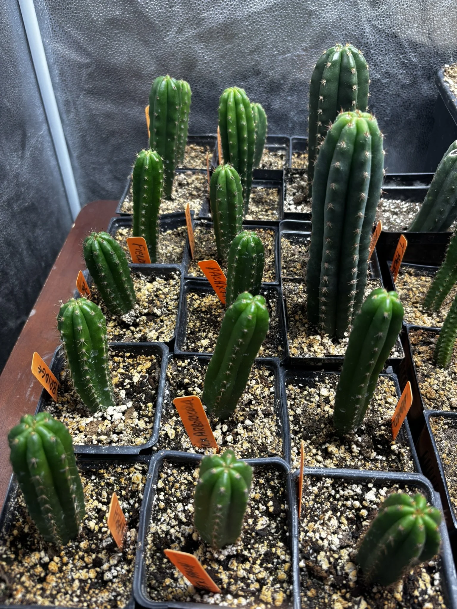 ATOM ALKALOID 5.JPEG