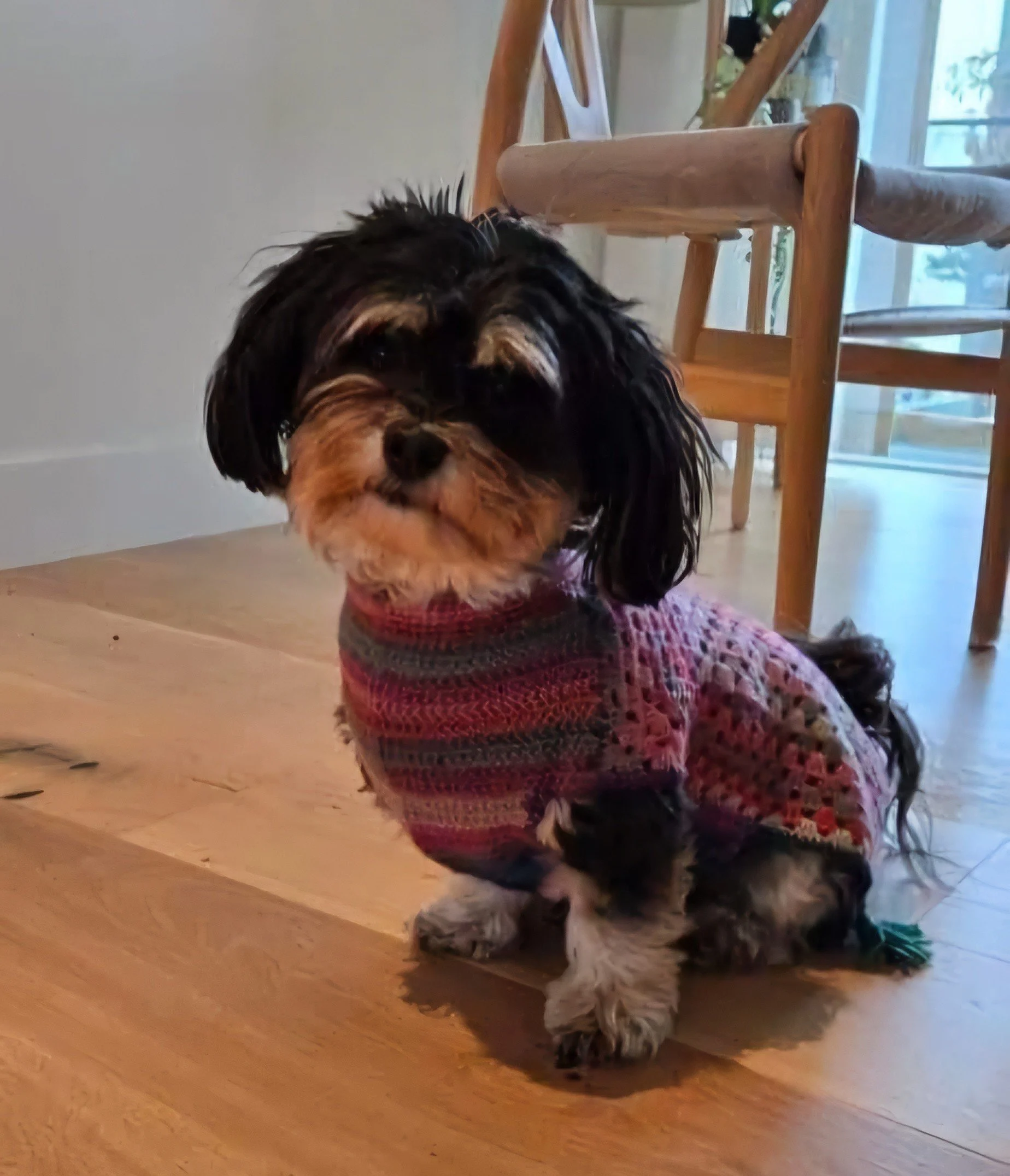 shereensweirdwonderfuldogsweaters7.jpg