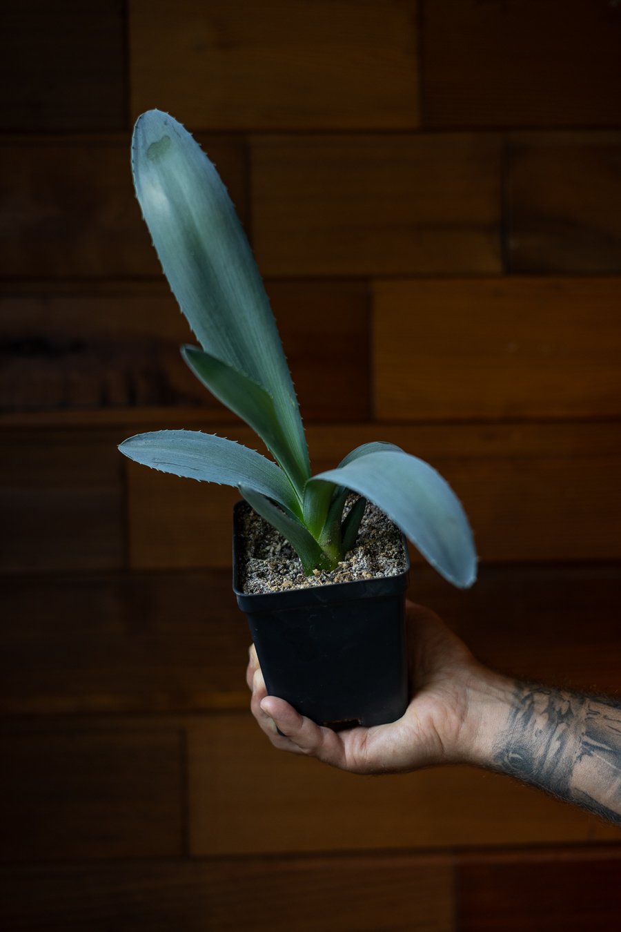 ATOM ALKALOID 9.JPEG