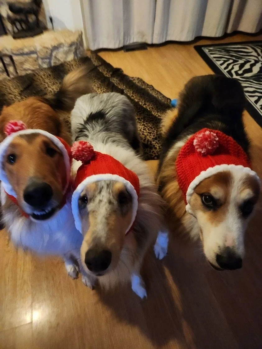 Shereenweirdwonderfuldogsweaters2_8488.jpg