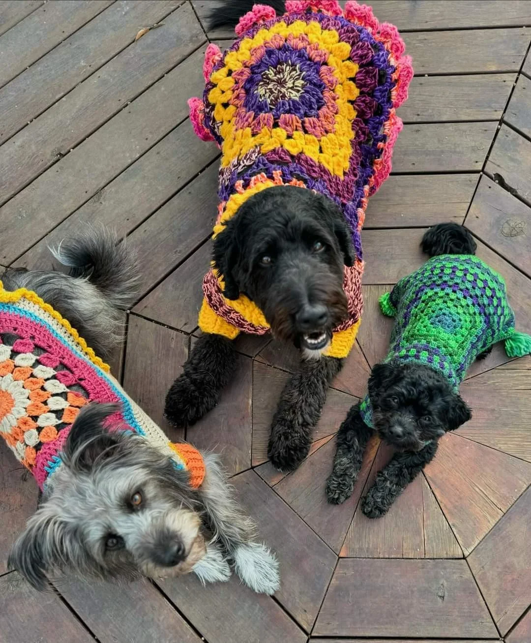 shereensweirdwonderfuldogsweaters6.jpg