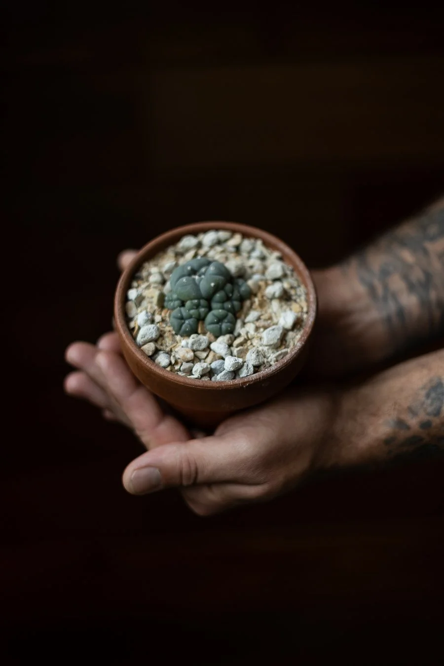 ATOM ALKALOID 10.JPEG