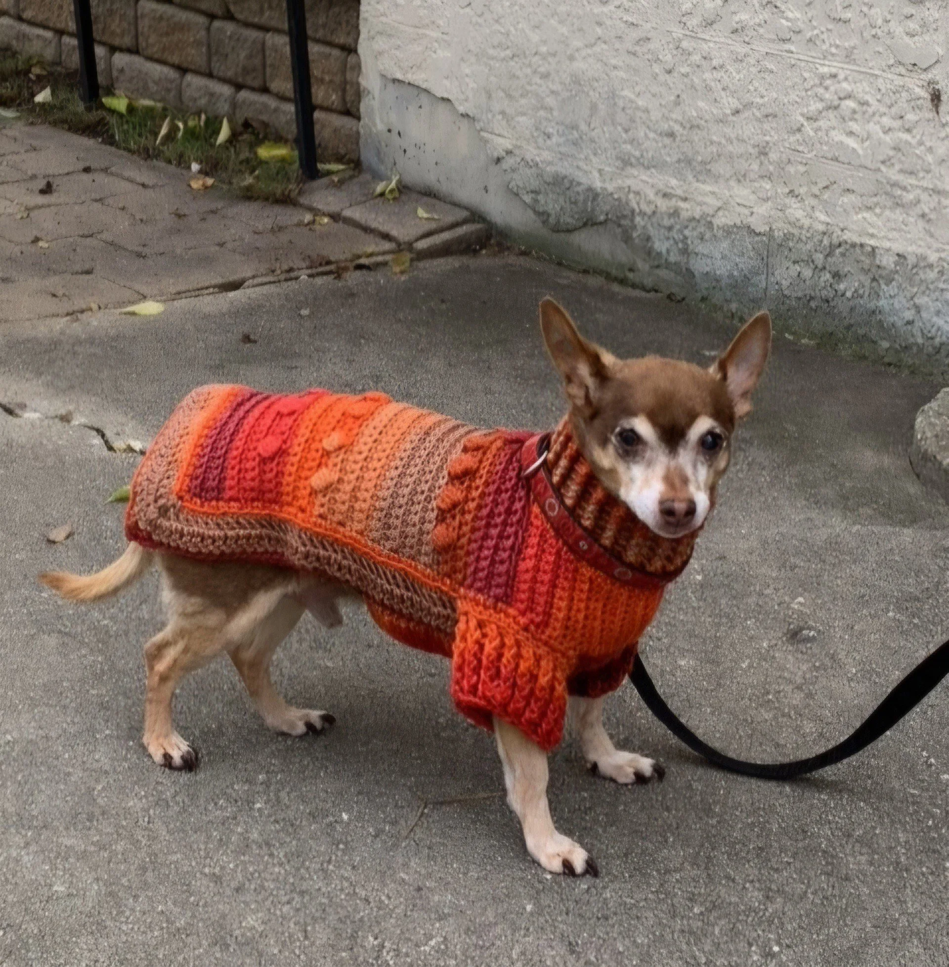 Shereensweirdwonderfuldogsweaters4.jpeg