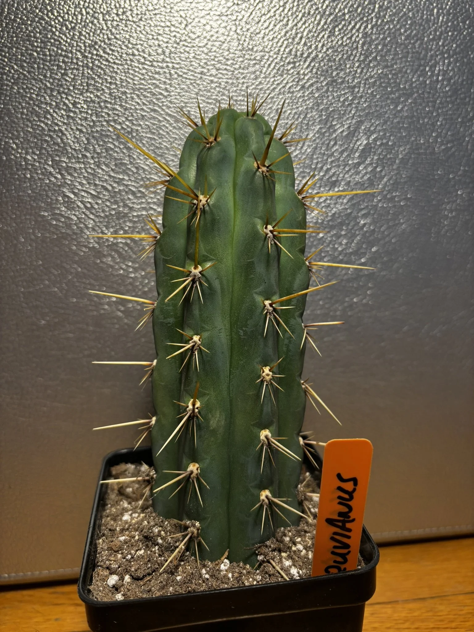 ATOM ALKALOID 8.JPEG