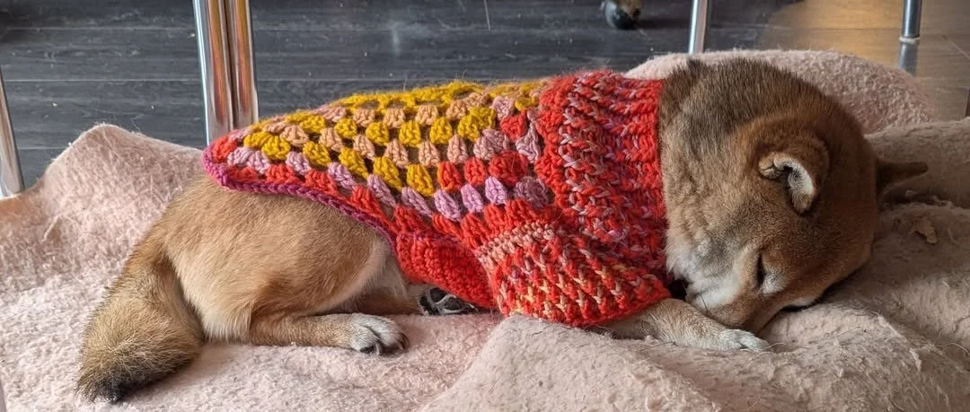 Shereensweirdwonderfuldogsweaters5.jpg