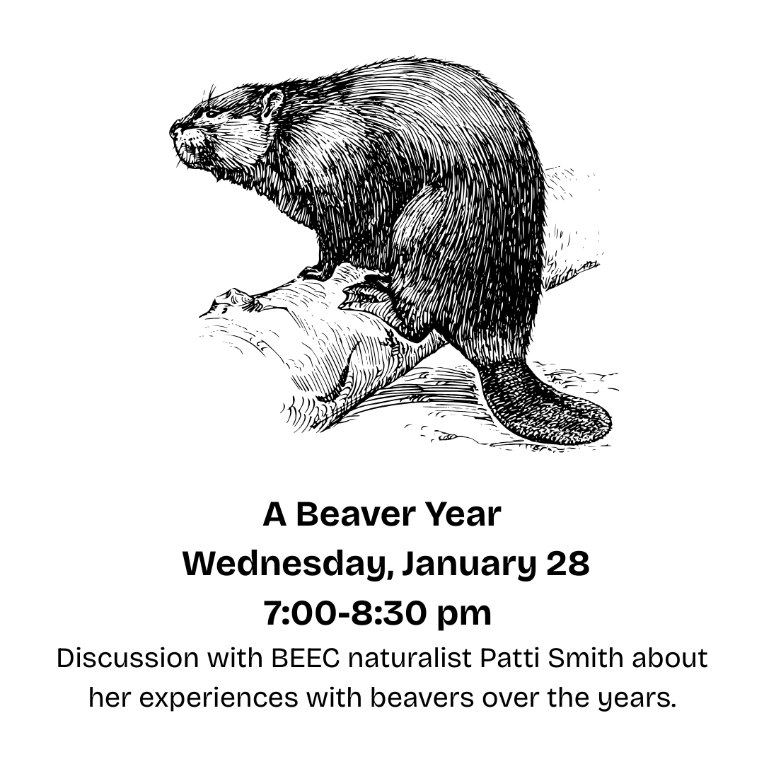 A Beaver Year - Discussion with Patti Smith