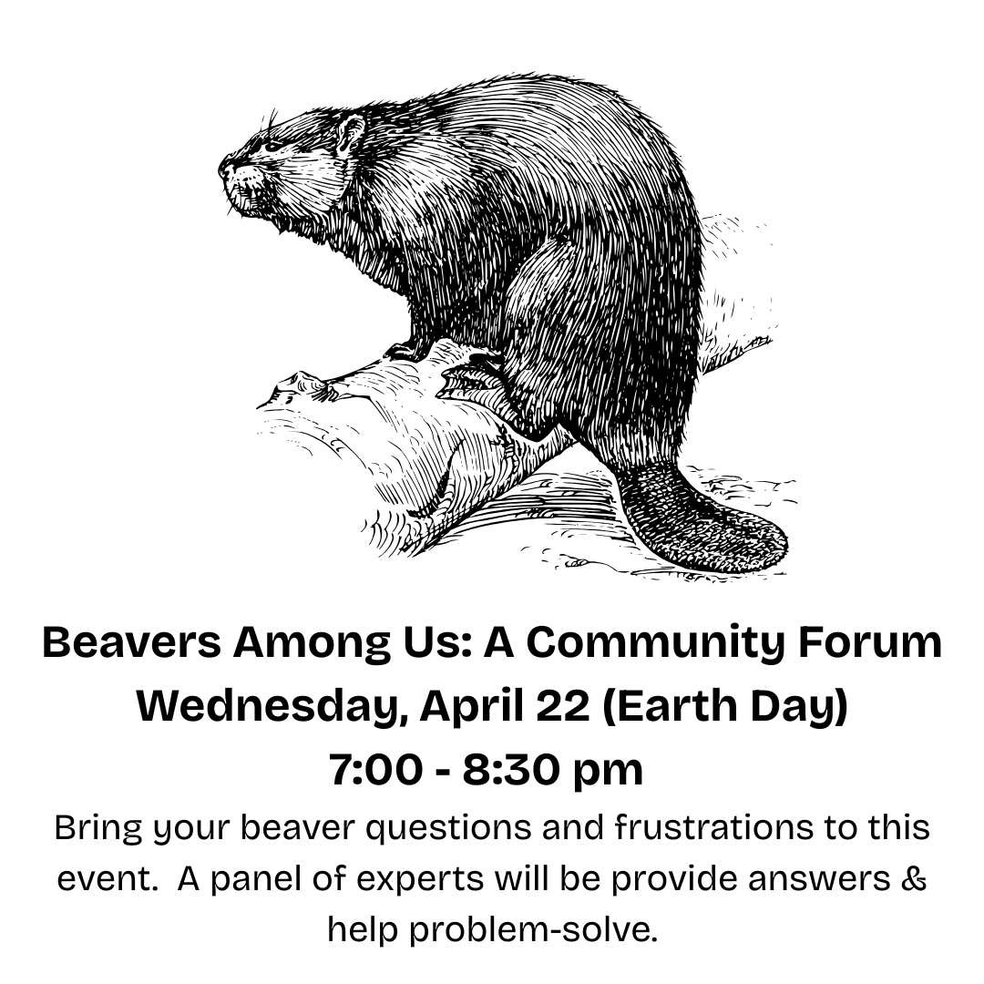 Beavers Among Us: A Community Forum&nbsp;