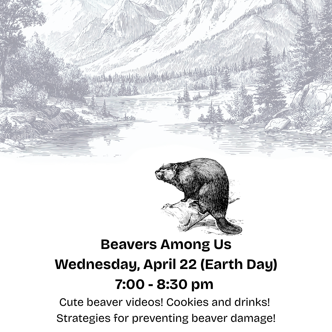 Beavers Among Us: A Community Forum&nbsp;