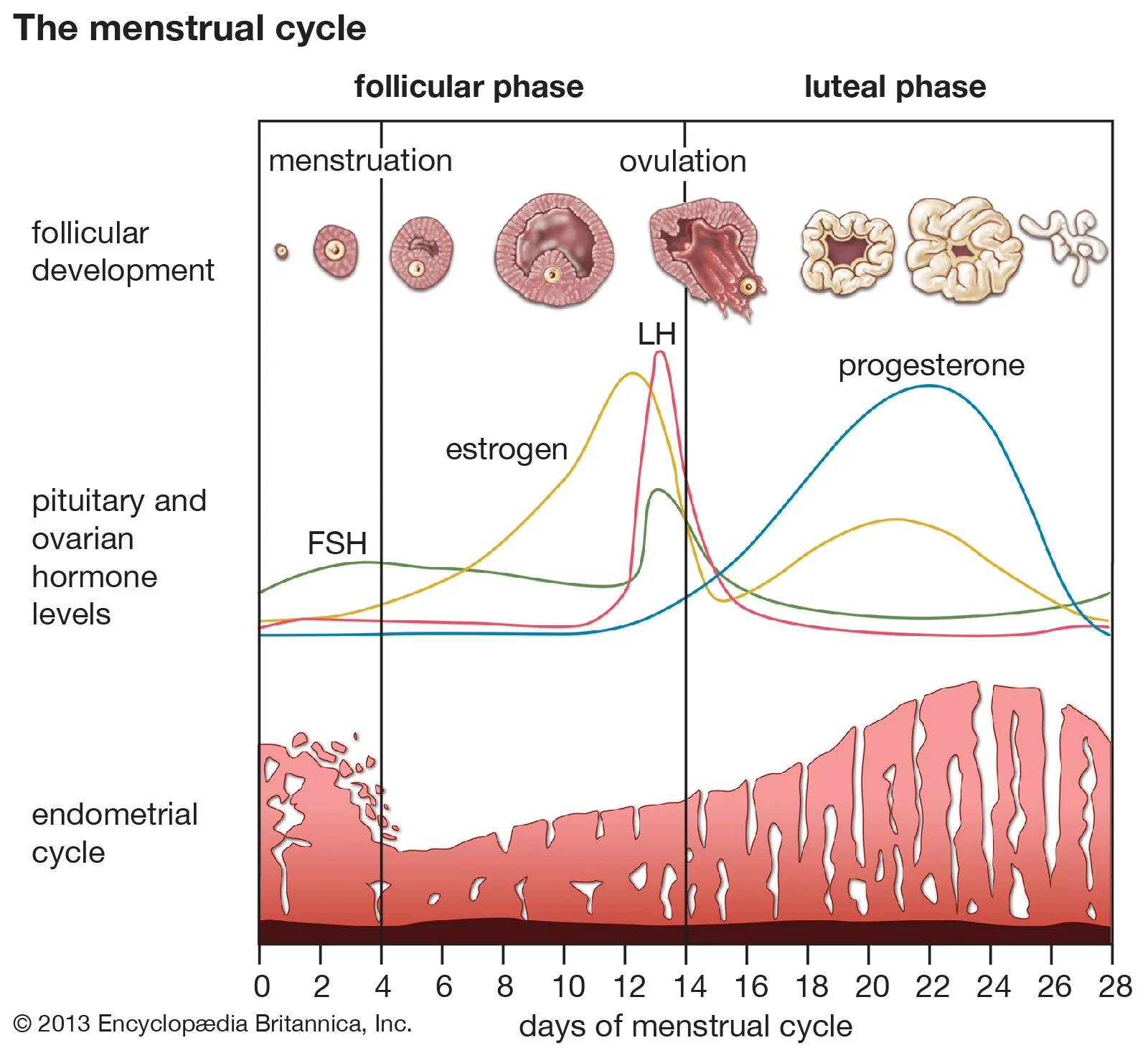 Menstrual cycle overview including follicular phase and luteal phase, ovulation, and the hormone changes across a menstrual cycle