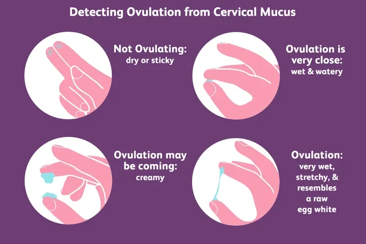 Detecting ovulation from cervical mucus