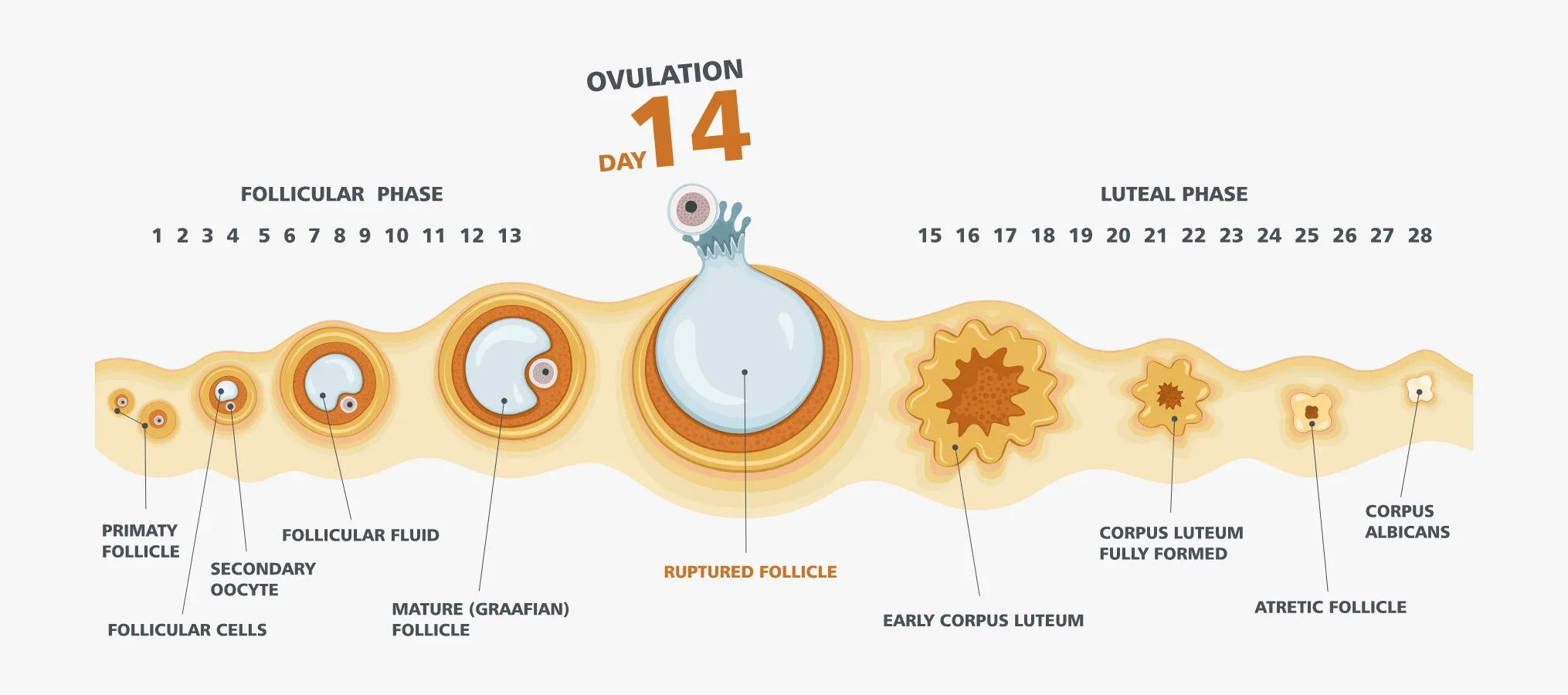 Ovulation occurs in the middle of your menstrual cycle, a visual depiction of ovulation