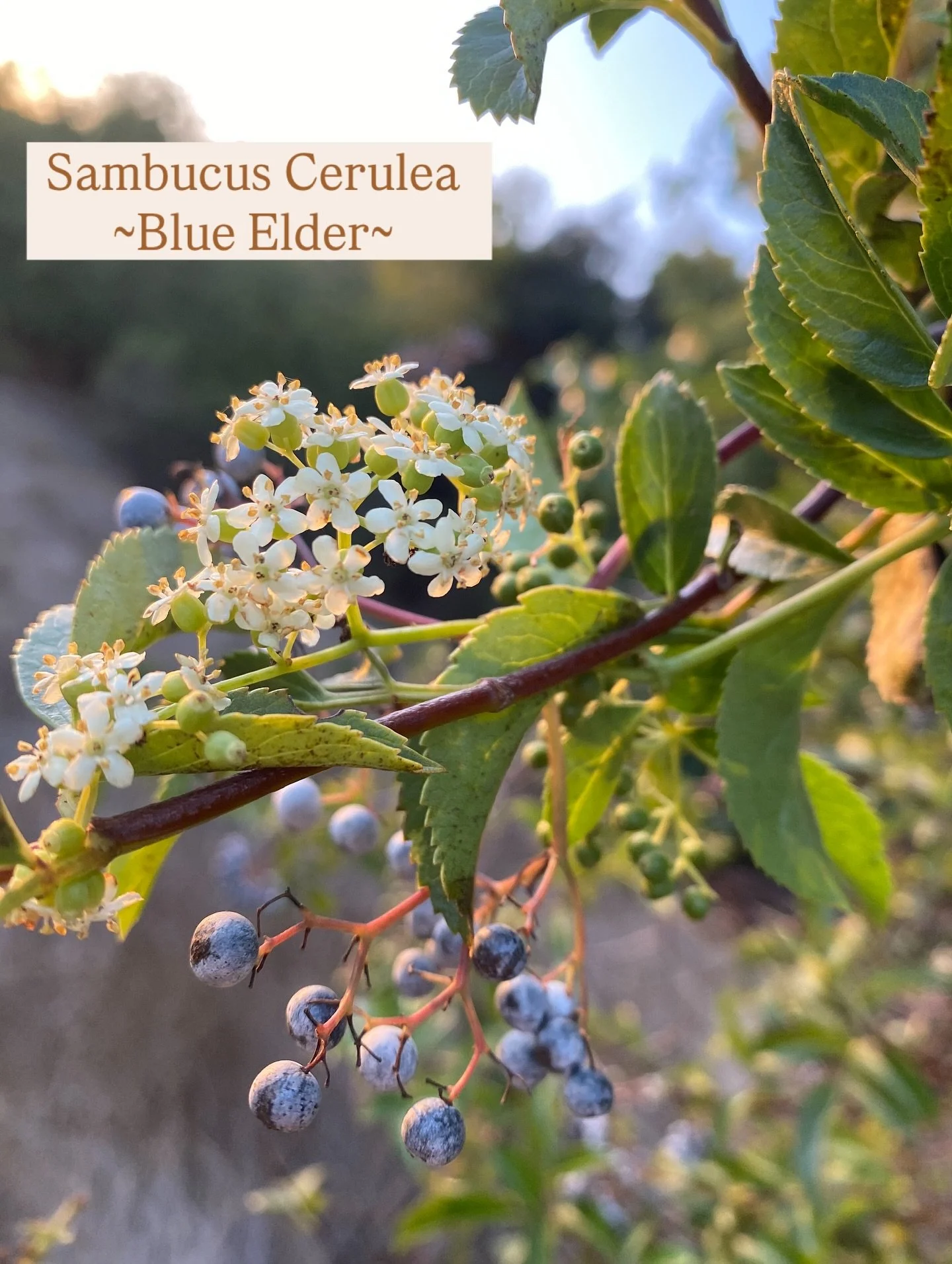 Here on the central coast we have the blue elderberry. An immune boosting herb that can be made into syrups, teas and tinctures.

Cha Chell and I harvested some beautiful berries this autumn as the elderberry season comes to a close. Happy Picking ev