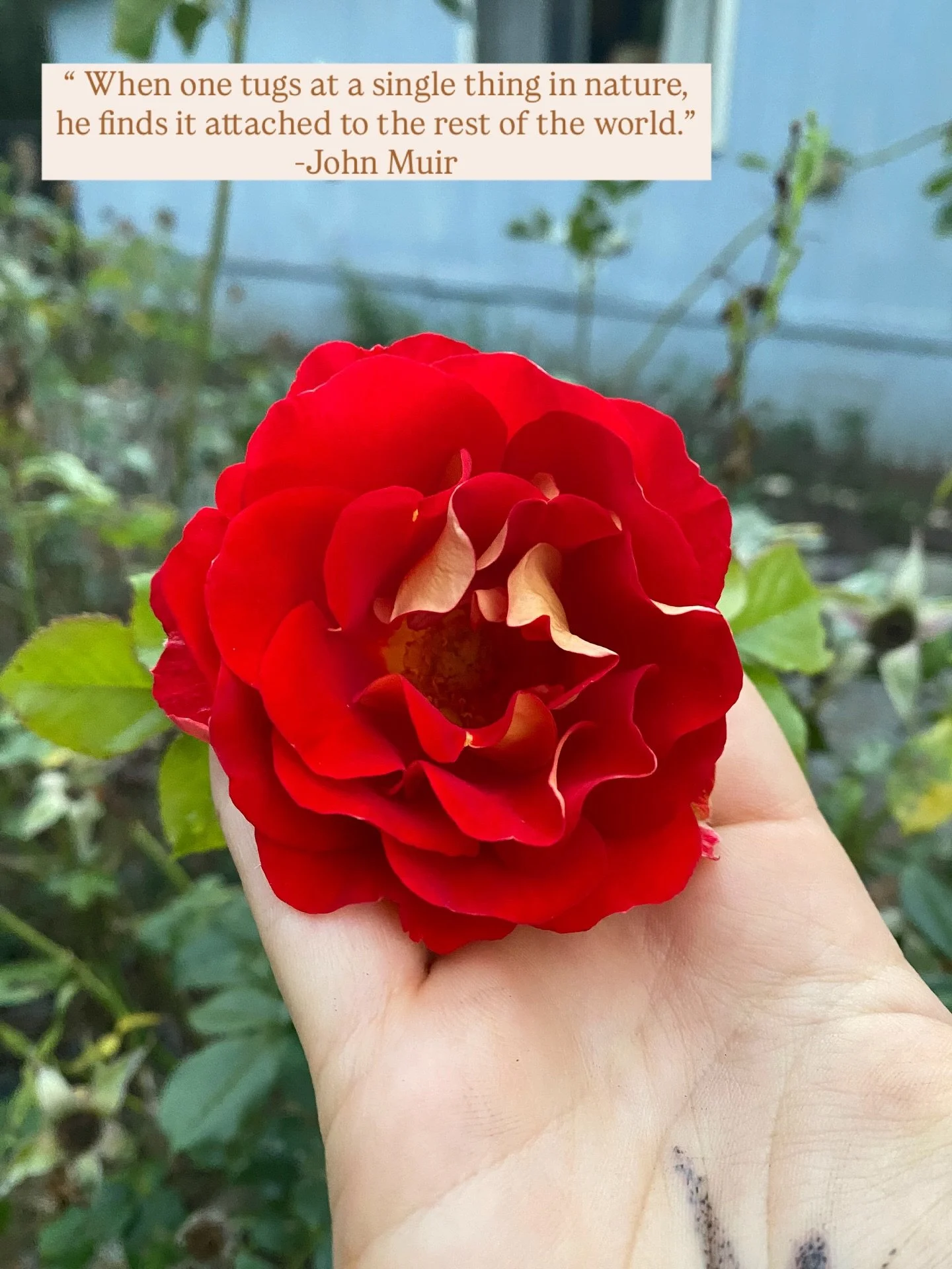 I couldn&rsquo;t help but snap a photo of this rose from Jerry&rsquo;s garden. The color and smell was so bright!

It reminded me of Alice&rsquo;s Adventures In Wonderland and painting the roses red. By far one of my favorite books I read when I was 