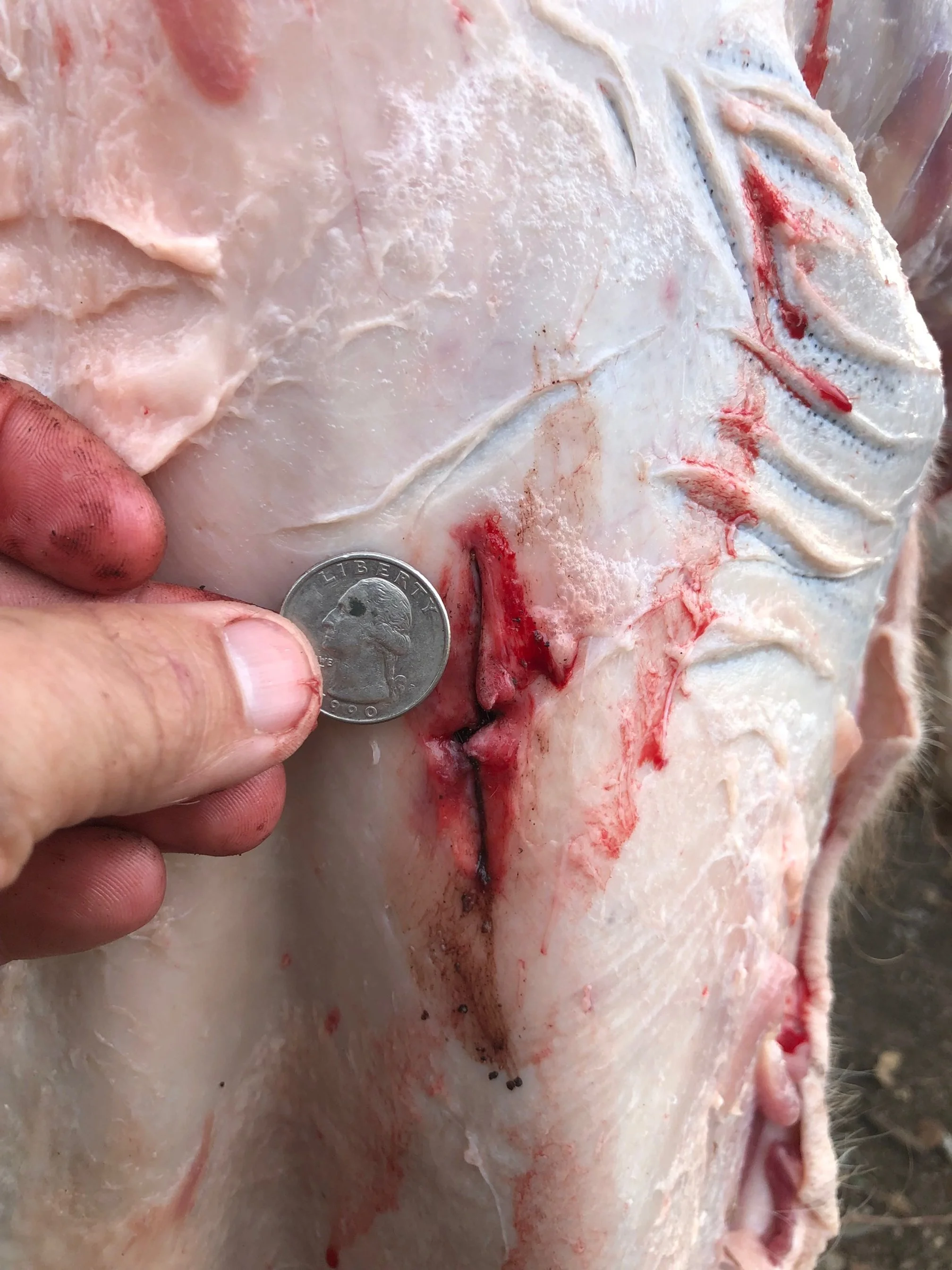 Photos — Trifecta Broadheads