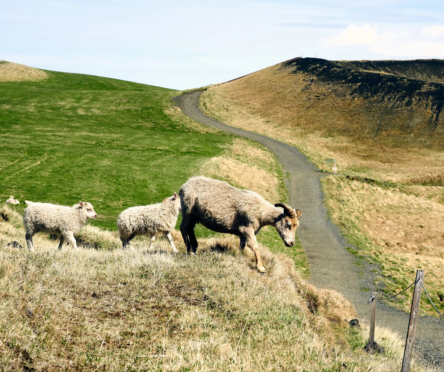 Trips by Strætó — Iceland By Strætó