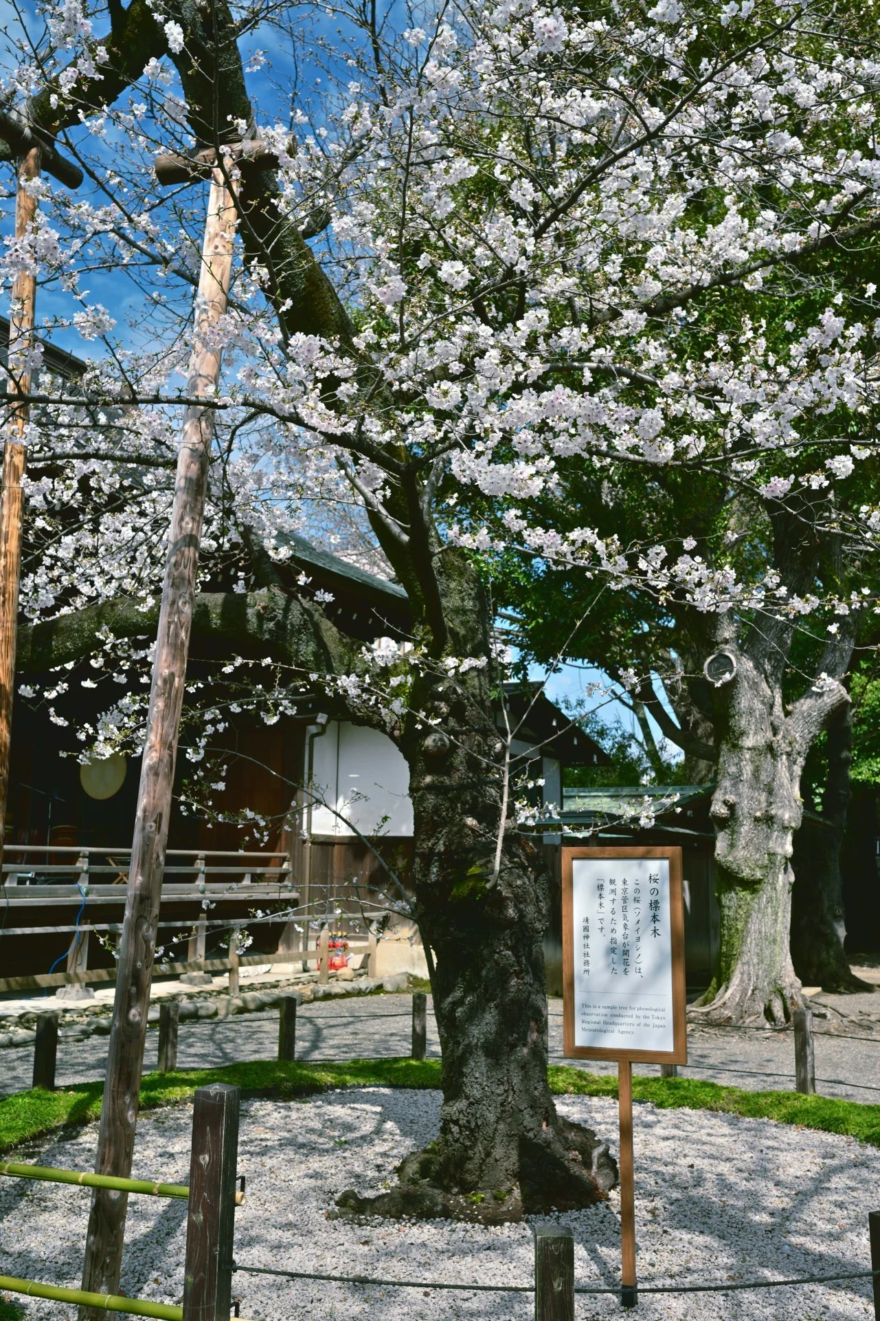 Yesterday’s visit turned up something unique. This cherry tree at Yasukuni Shrine is the Japan Meteorological Agency’s official “sample tree,” used since 1966 to track the start of Tokyo’s sakura season.
I’ve never seen a tree get so much attention—h
