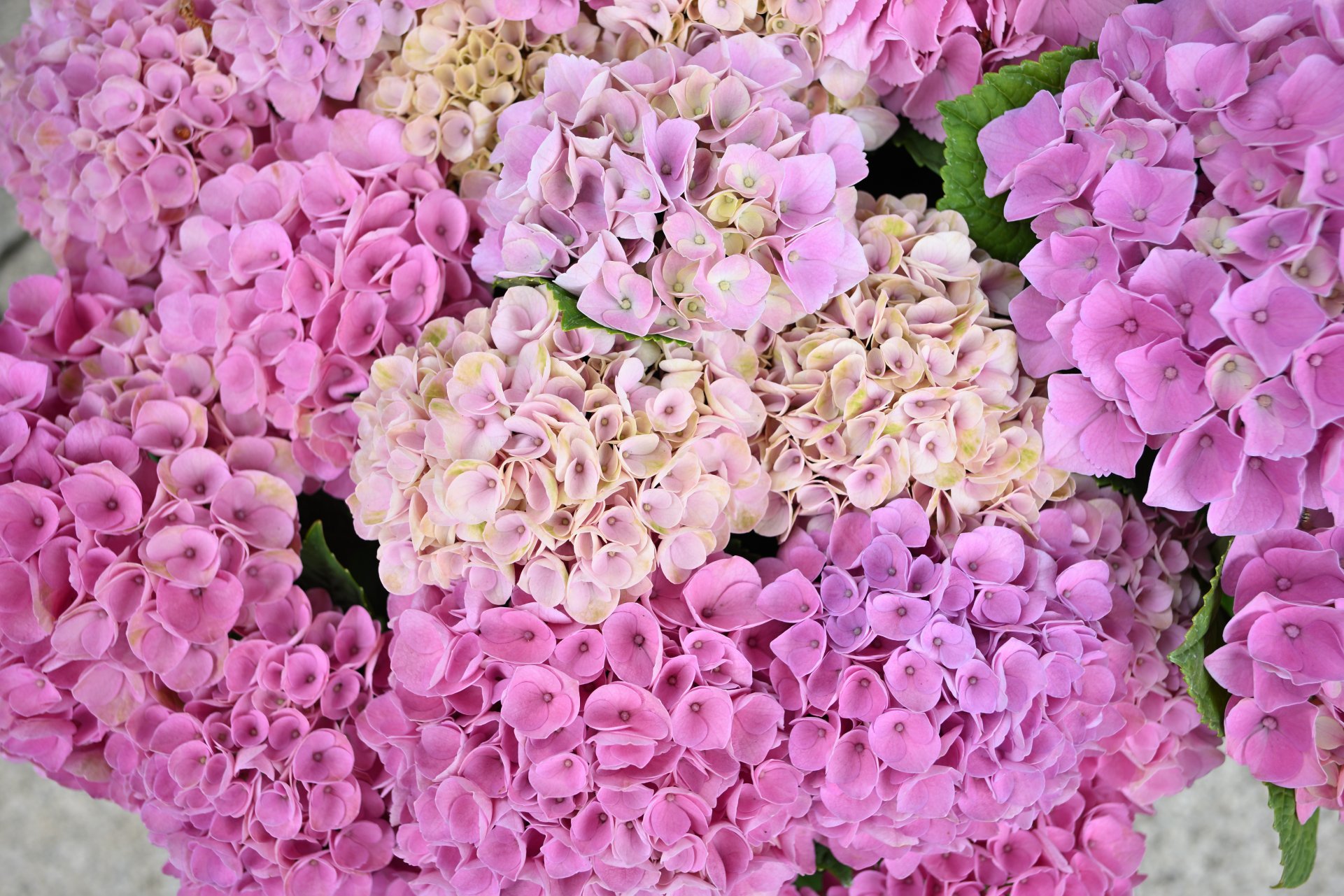 So many color varieties.