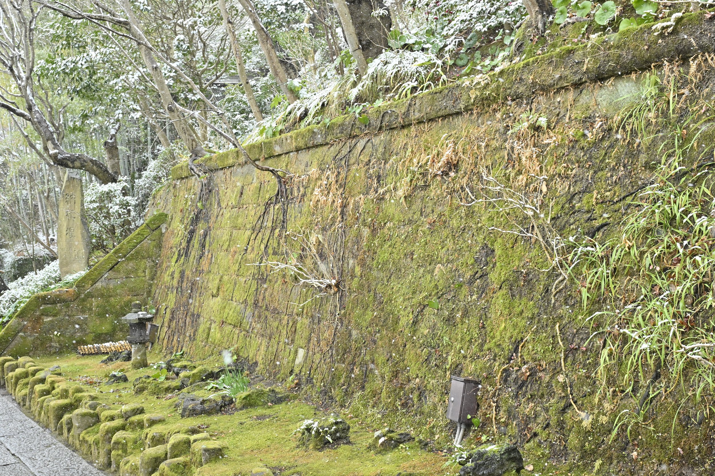 Snowfall amongst the beautiful moss.