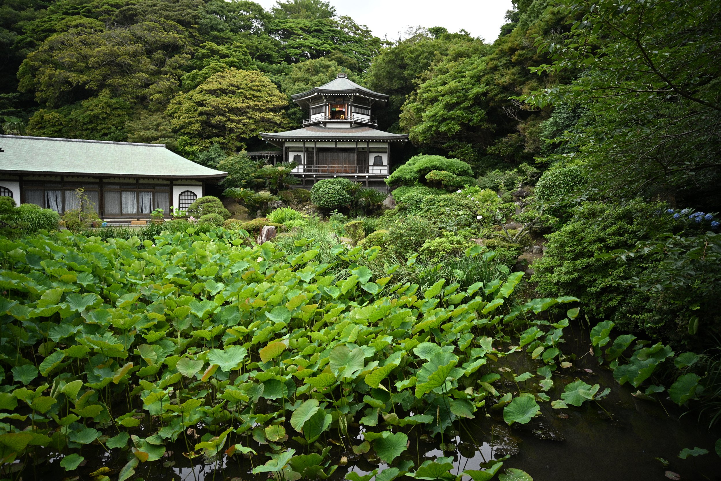 Komyoj-ji (Temple of Shining Light), although originally Renge-ji (Temple of Lotuses) 