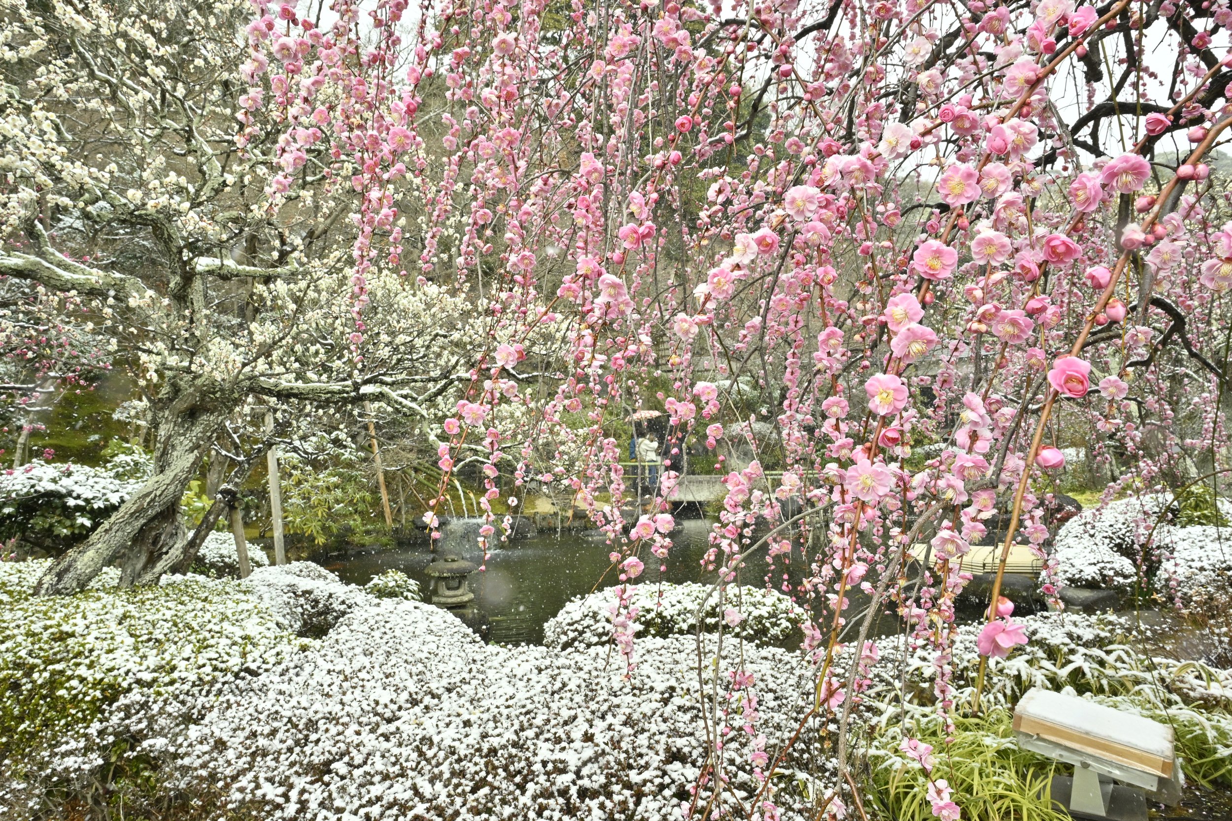 Snowing on the blooming Plum Tree