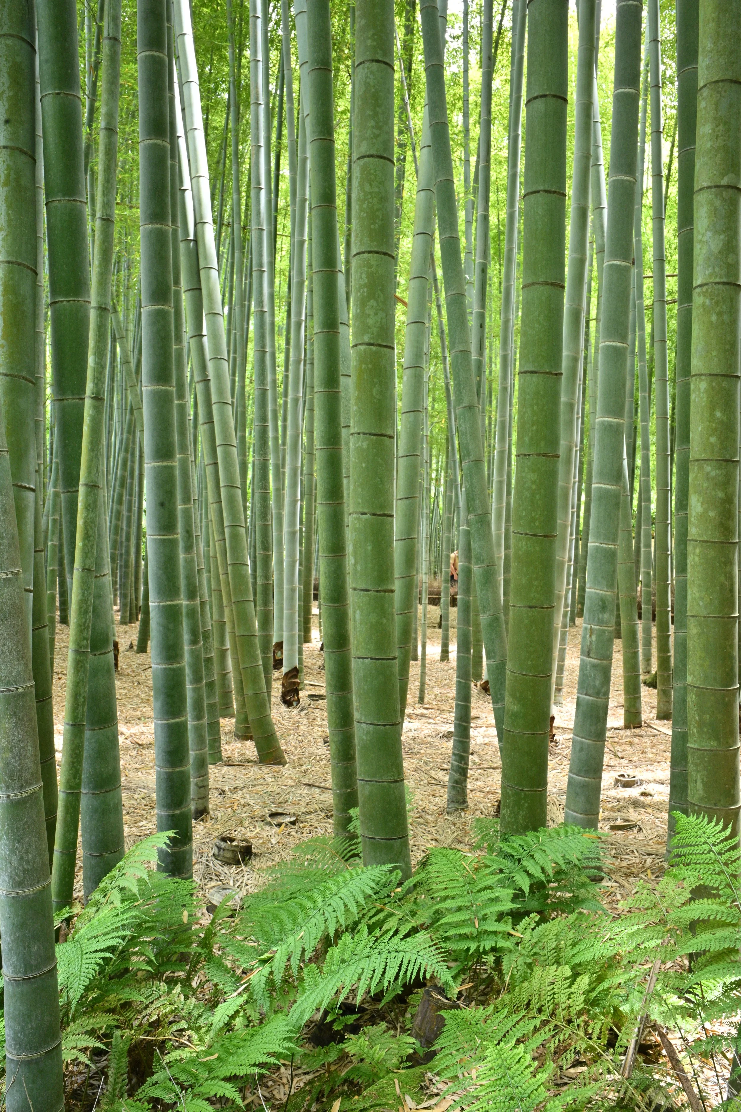 The Plant: Moso is a giant timber bamboo native to China. It is easily recognized by its exceptionally thick, dark green culms (stalks) that can grow up to 28 meters (around 92 feet) tall.