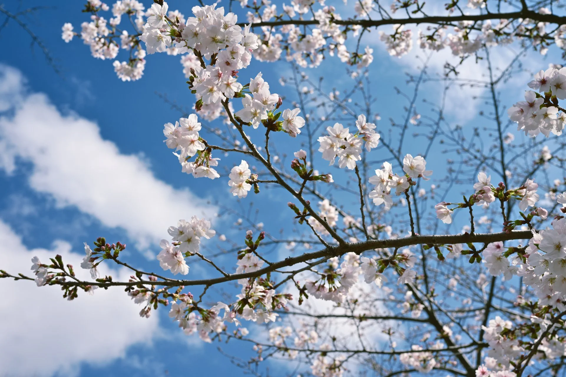"Let The Cherry Blossoms Bloom"