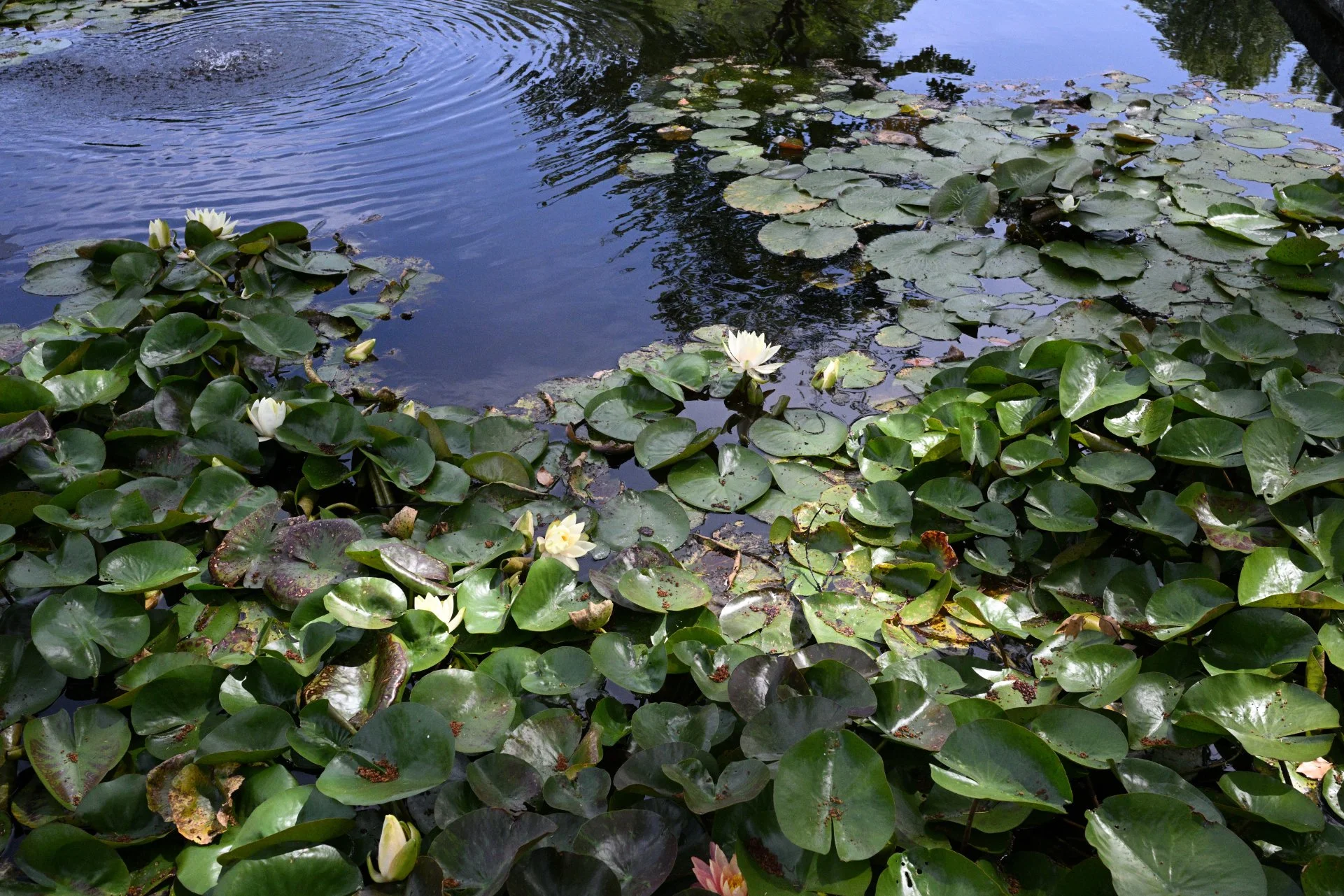 Water Lilies at OBG