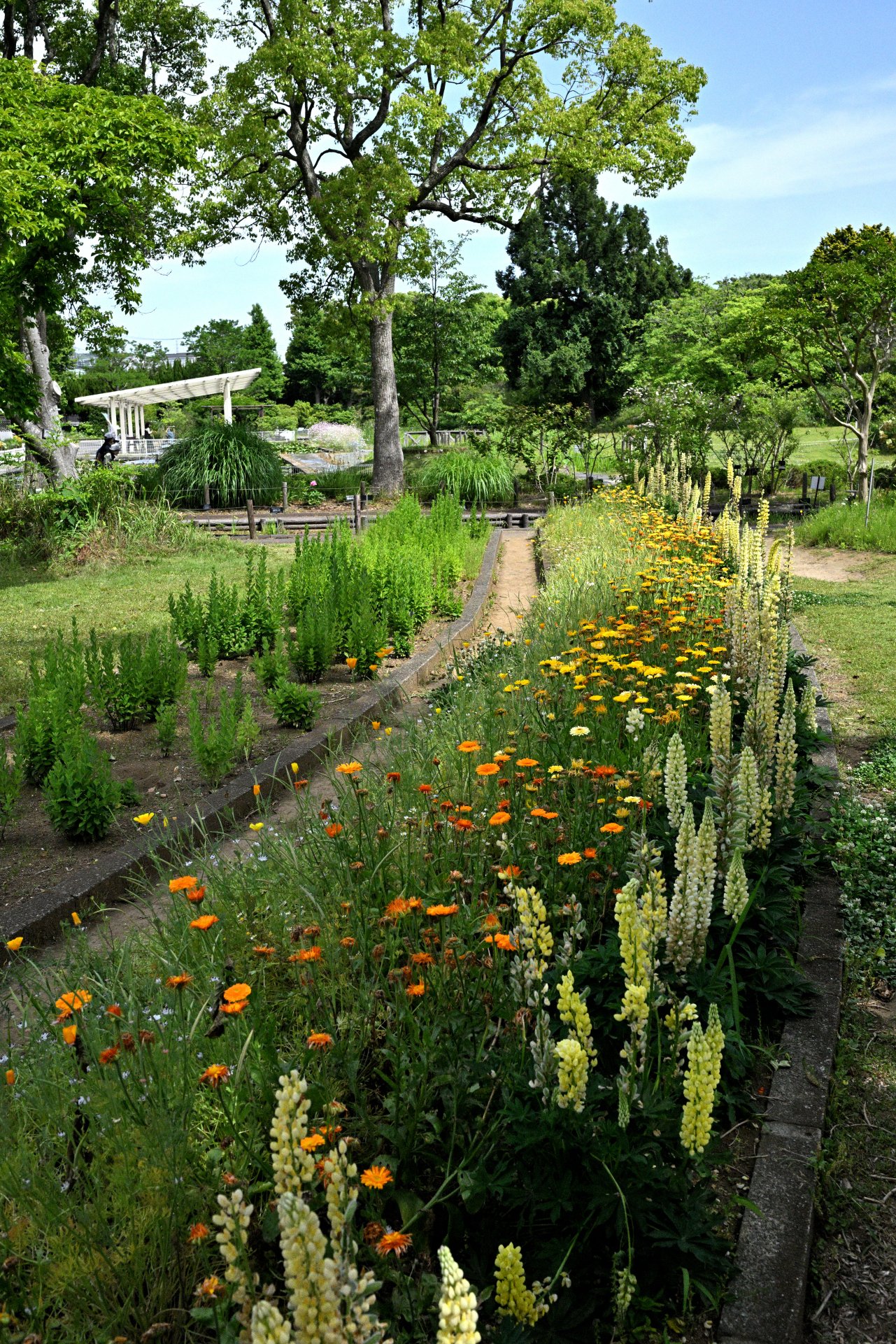 Lupines at Ofuna Botanical Garden