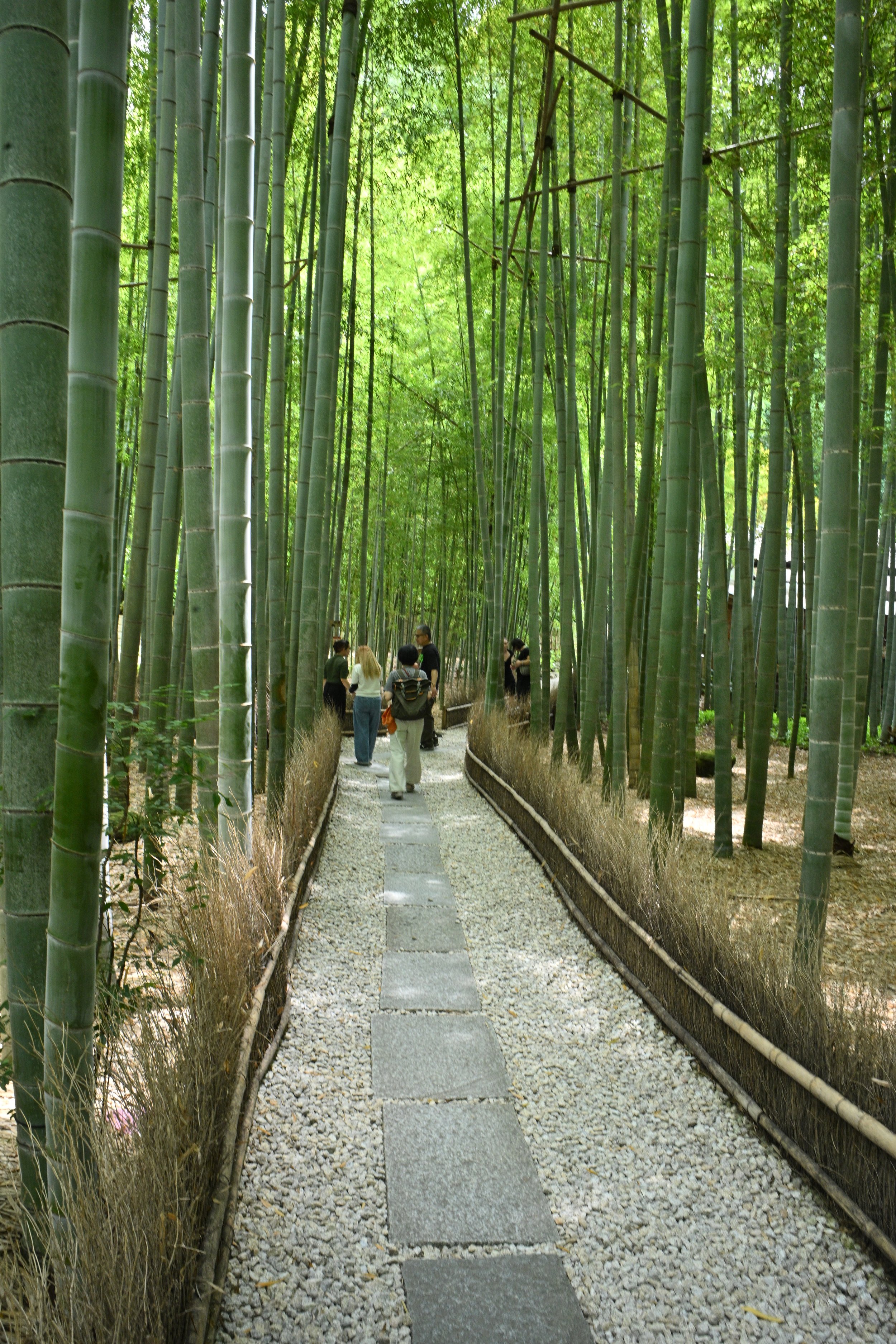 The Experience: The grove features narrow winding stone paths, leading to a traditional tea house (Kyukoan) where visitors can sip matcha green tea surrounded by the stalks