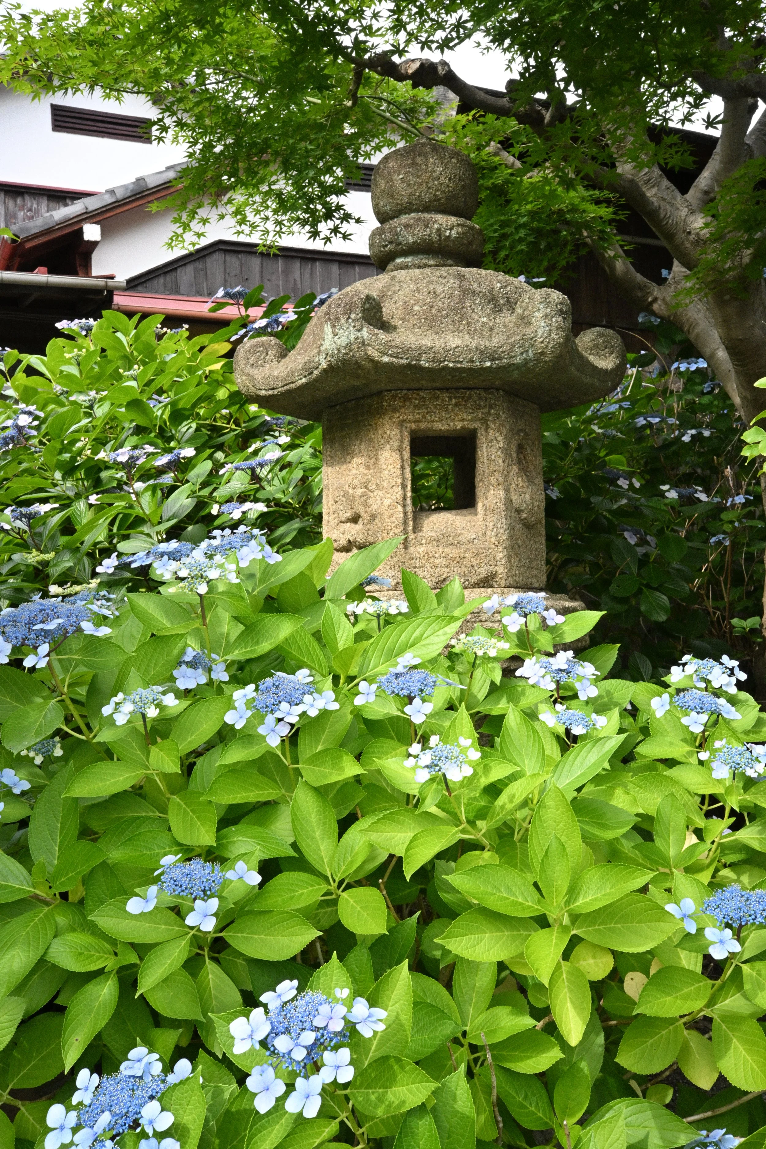 Honkaku-ji Temple Kamakura