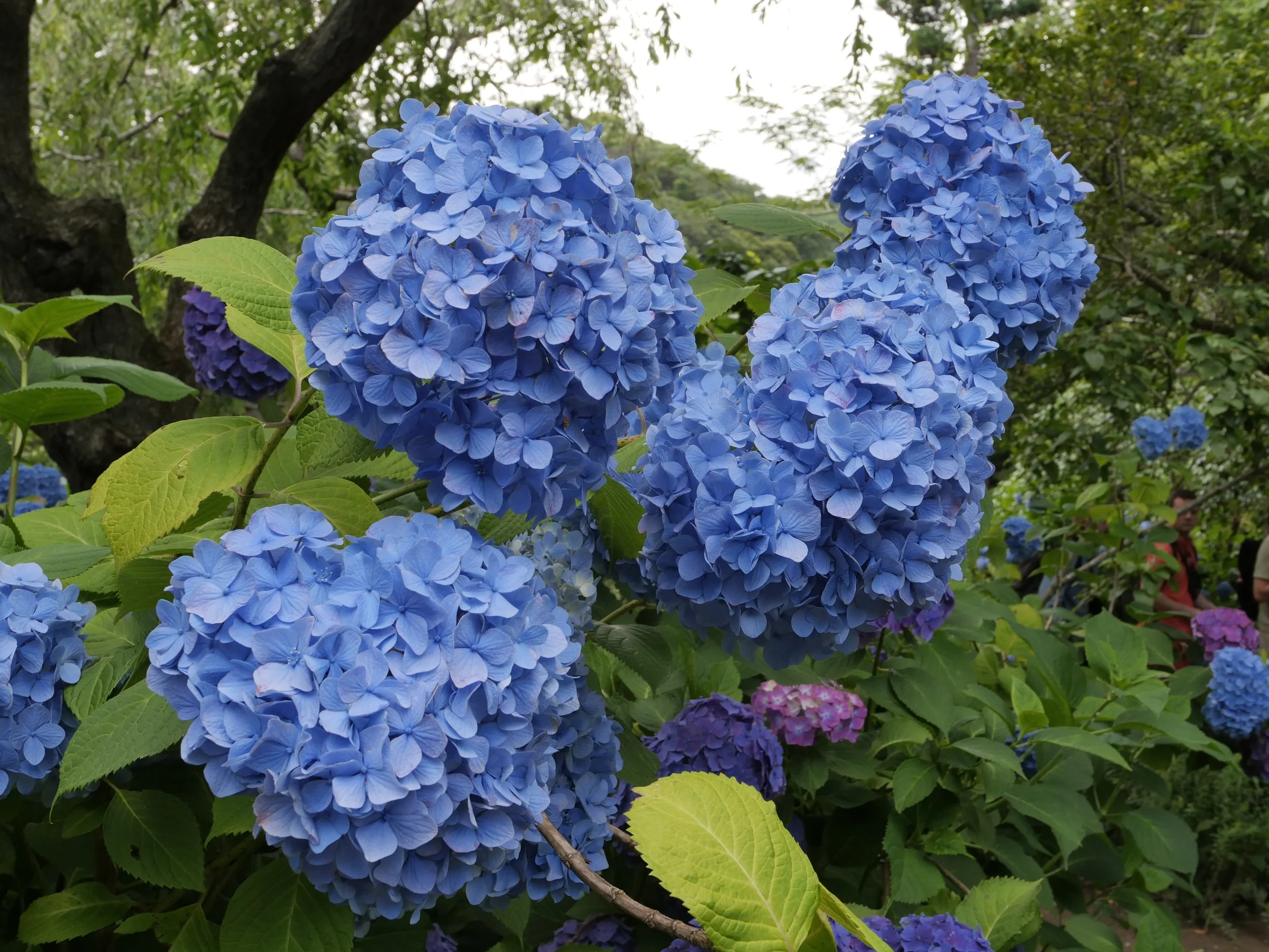 Kamakura's rich "Blue Hydrangea"