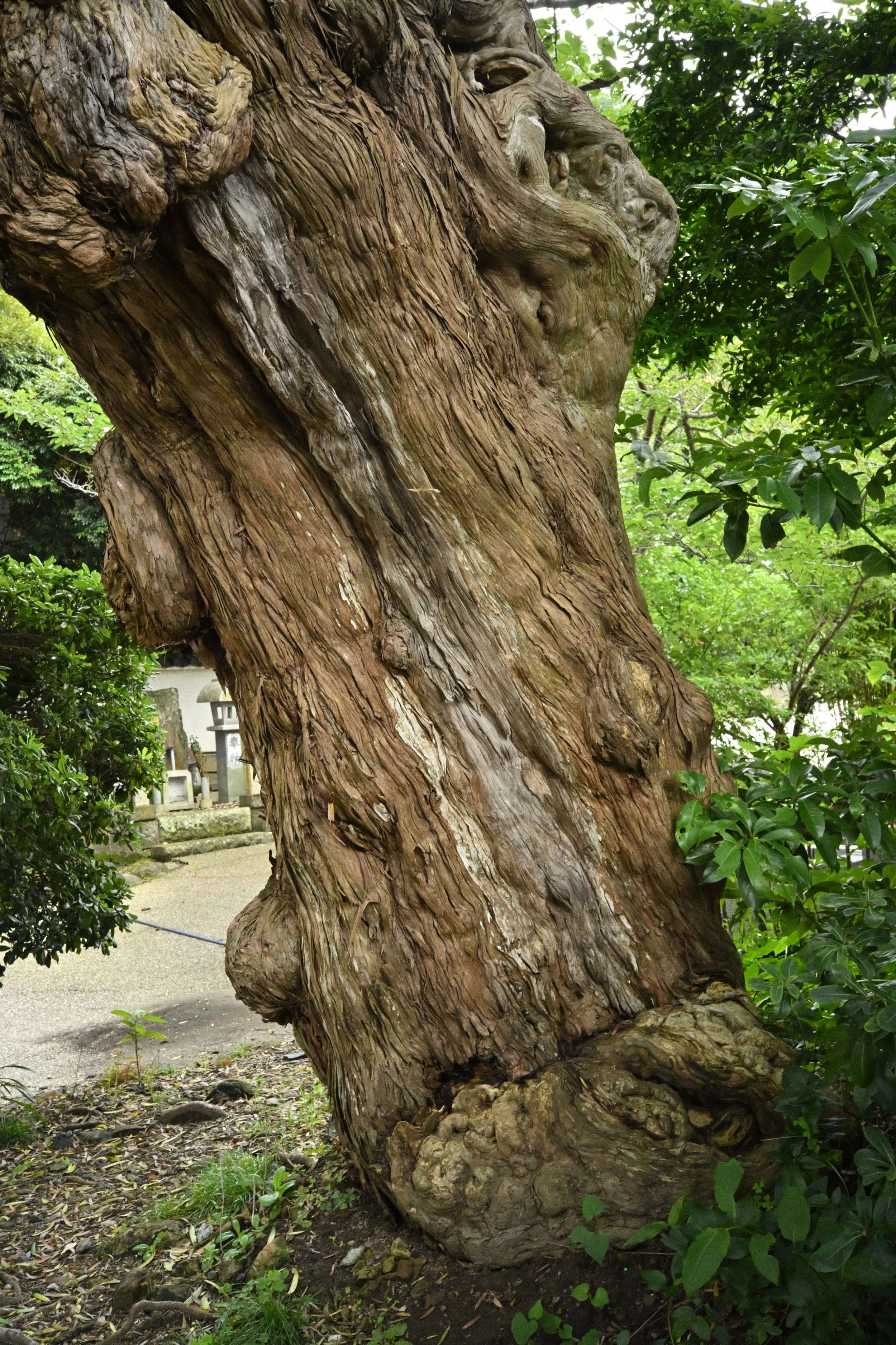 Very Old Sakura tree in cemetery