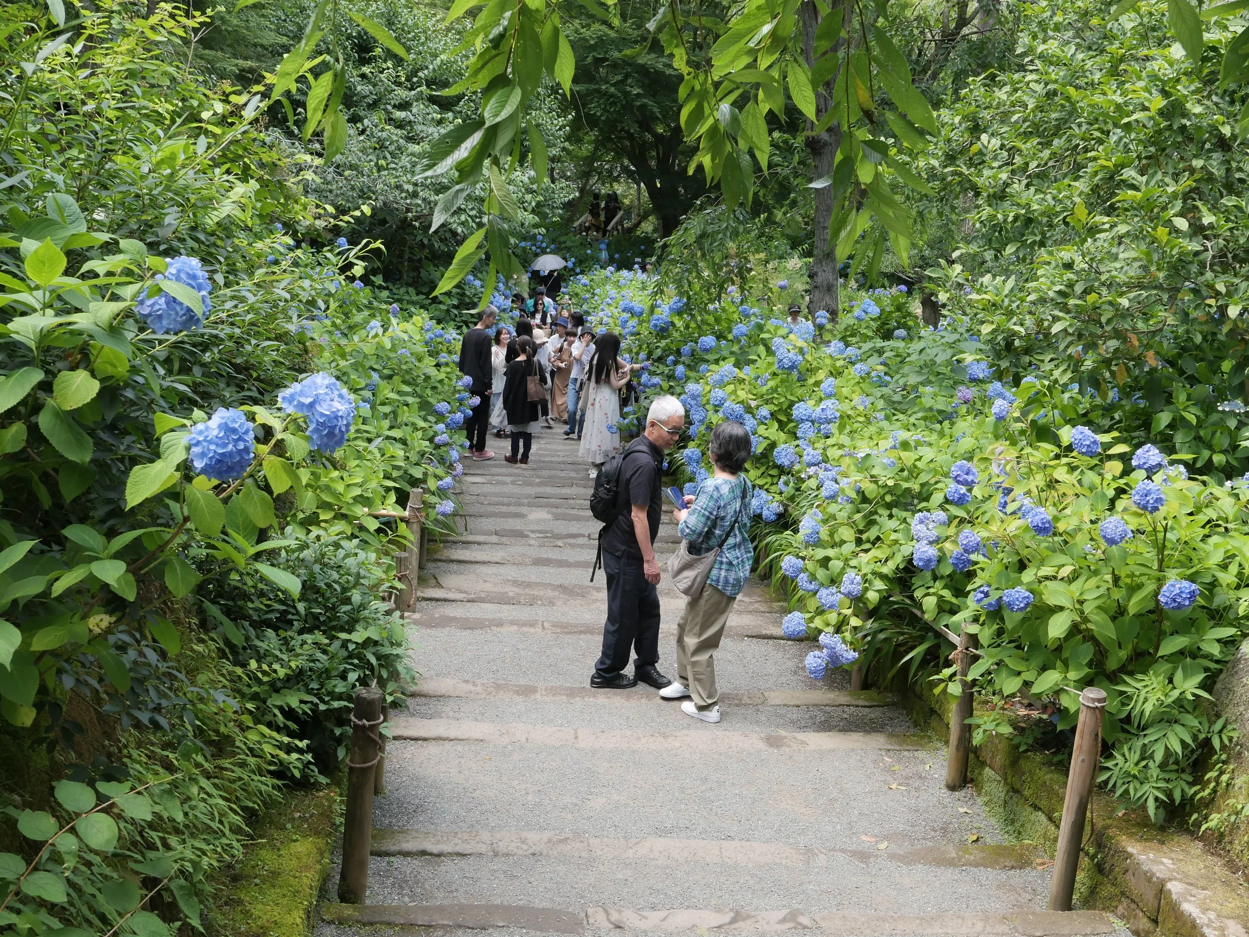 Meigetsuin- (Hydrangea Temple)  June Blooms