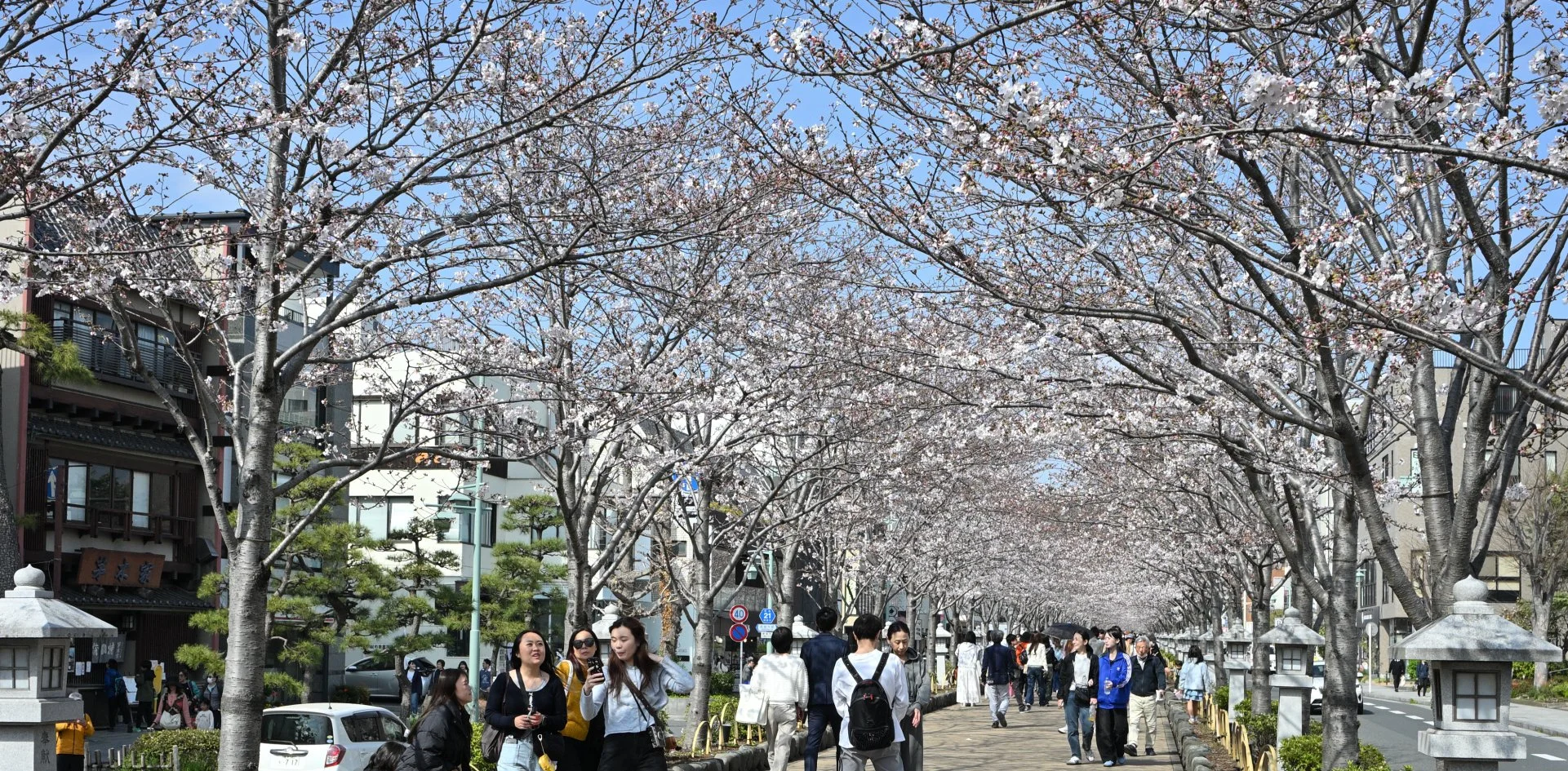 Sakura (Cherry Blossom's) should reach "Peak" by Saturday 04.04.26.  Or as I often say, the beginning of "Tourist Season".  Kamakura's famous Dankazura (raised central downtown walkway) lined with Sakura Blossoms.