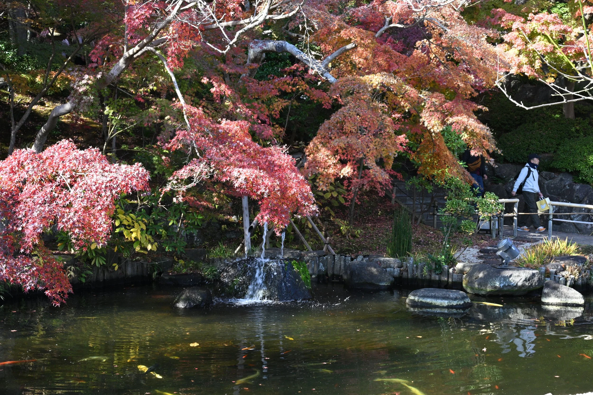 Autumn time at Hase Temple.  Japanese Maple in full glory!