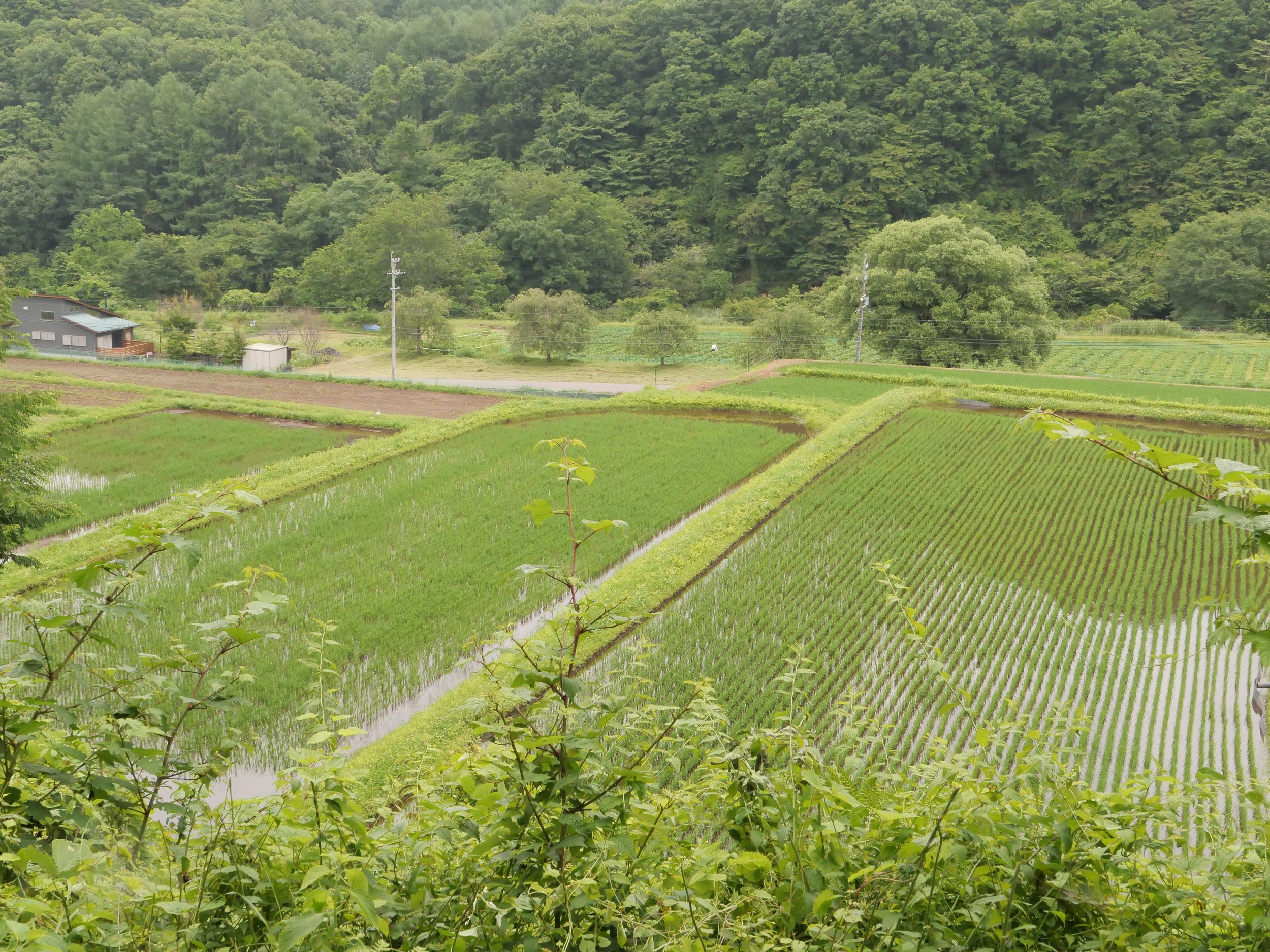 Nagano countryside.  The prefecture's "Premiere" crop... Rice.  Rice fields in July.