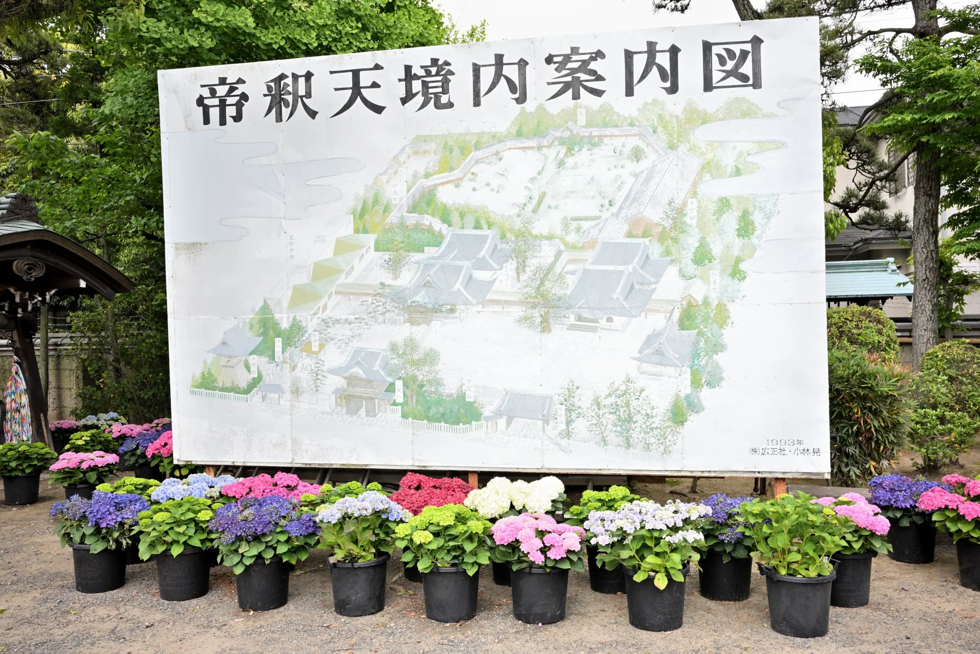 Shibamata Taishakuten — also known as Daikyō-ji Temple — where the colors of early summer are alive and thriving.
