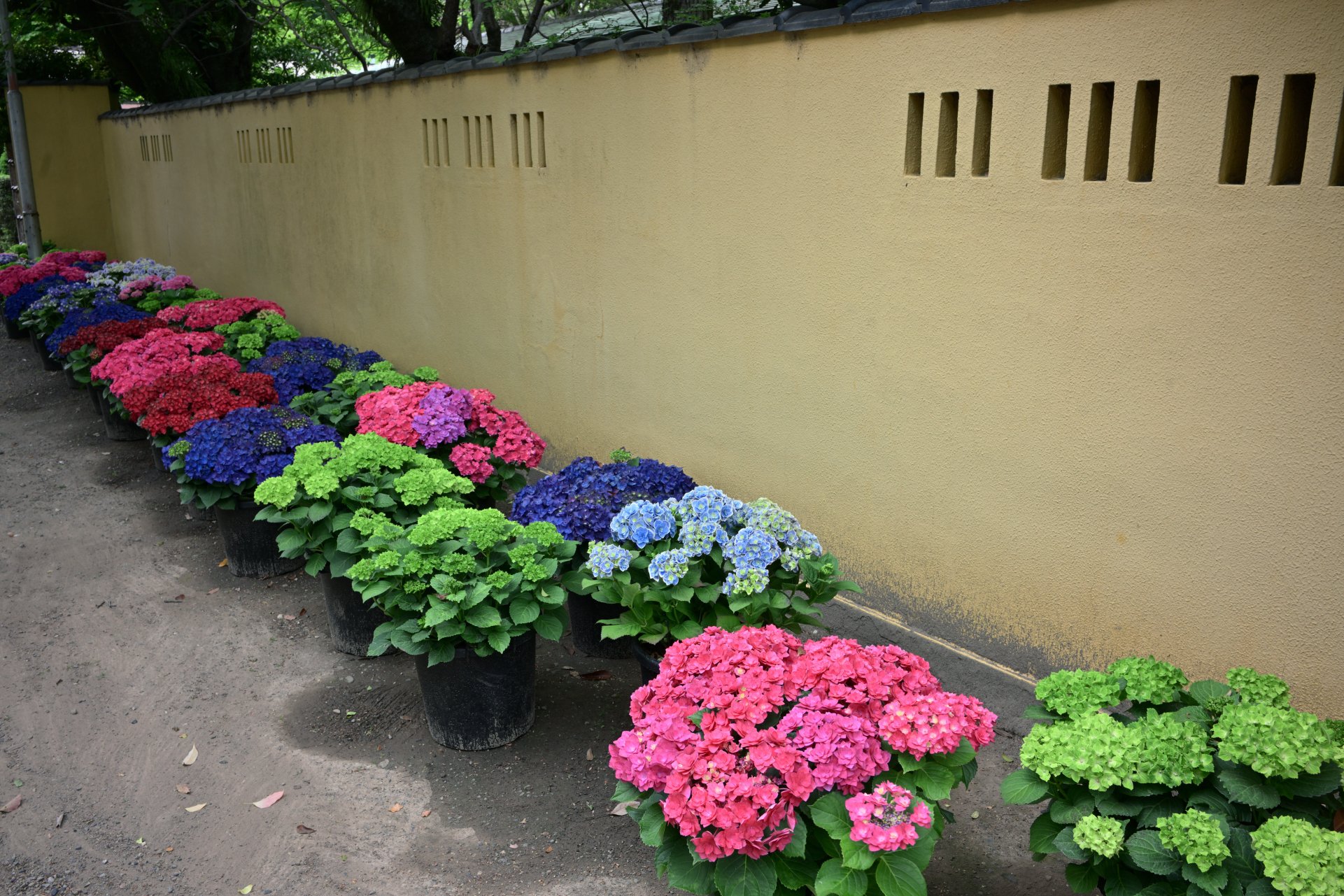 Hydrangea Season has begun!