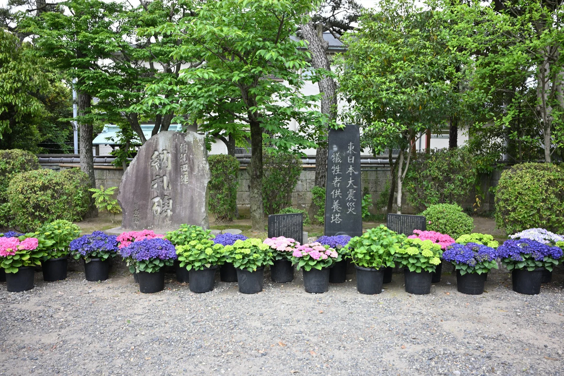 Shibamata Taishakuten — also known as Daikyō-ji Temple — where the colors of early summer are alive and thriving.
