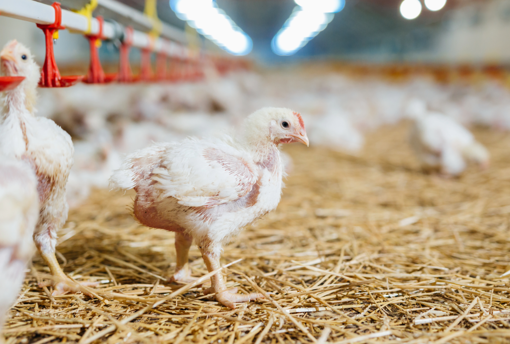 40 days: The Life of a British chicken and the law