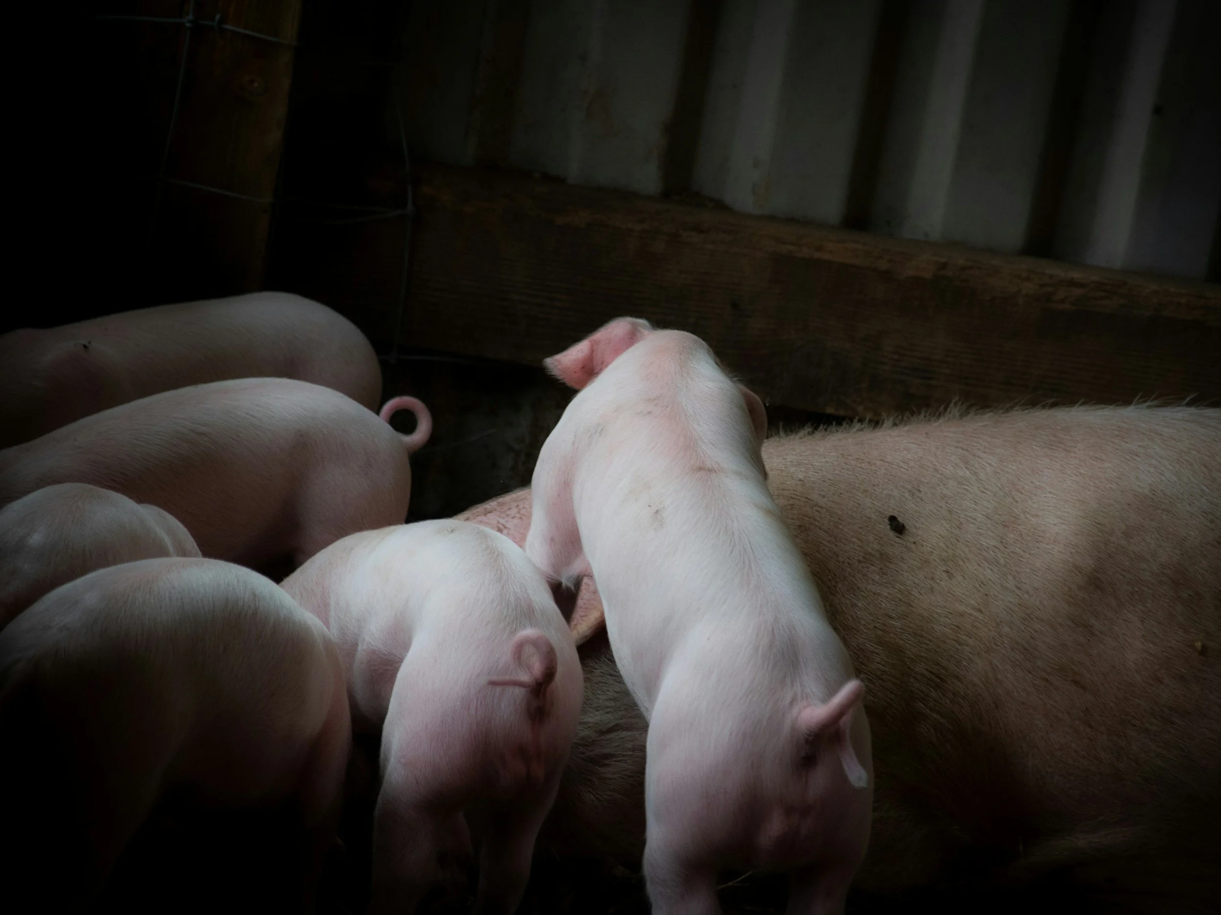 The UK falls behind on phasing out pig mutilations